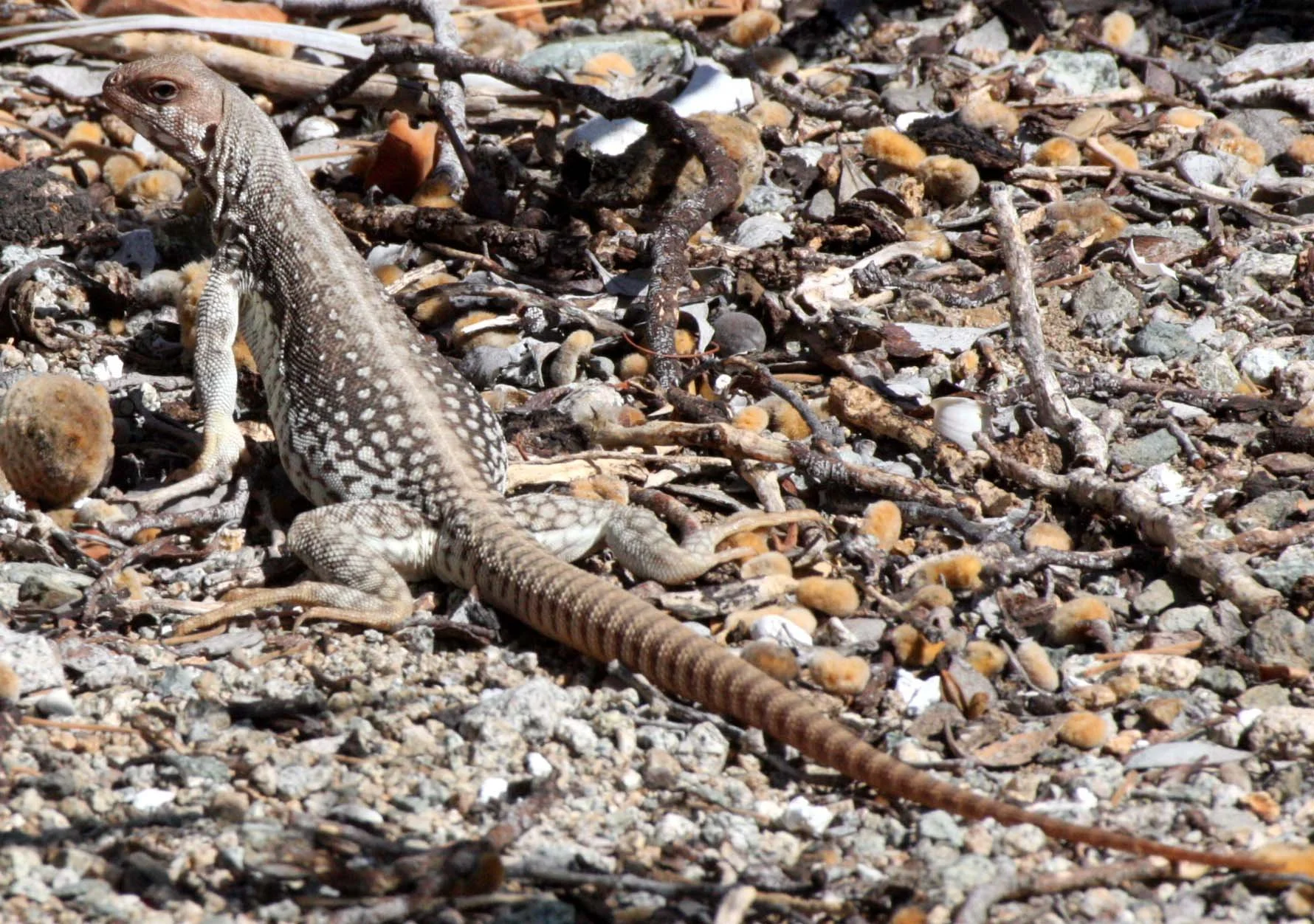 Catalina Island Desert Iguana (Dipsosaurus catalinensis) Isla Santa Catalina, Baja Mexico