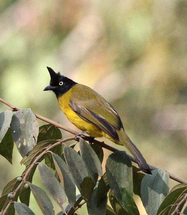 BULBUL - BLACK CRESTED BULBUL - Pycnonotus melanicterus - KAENG KRACHAN NP THAILAND (12).JPG