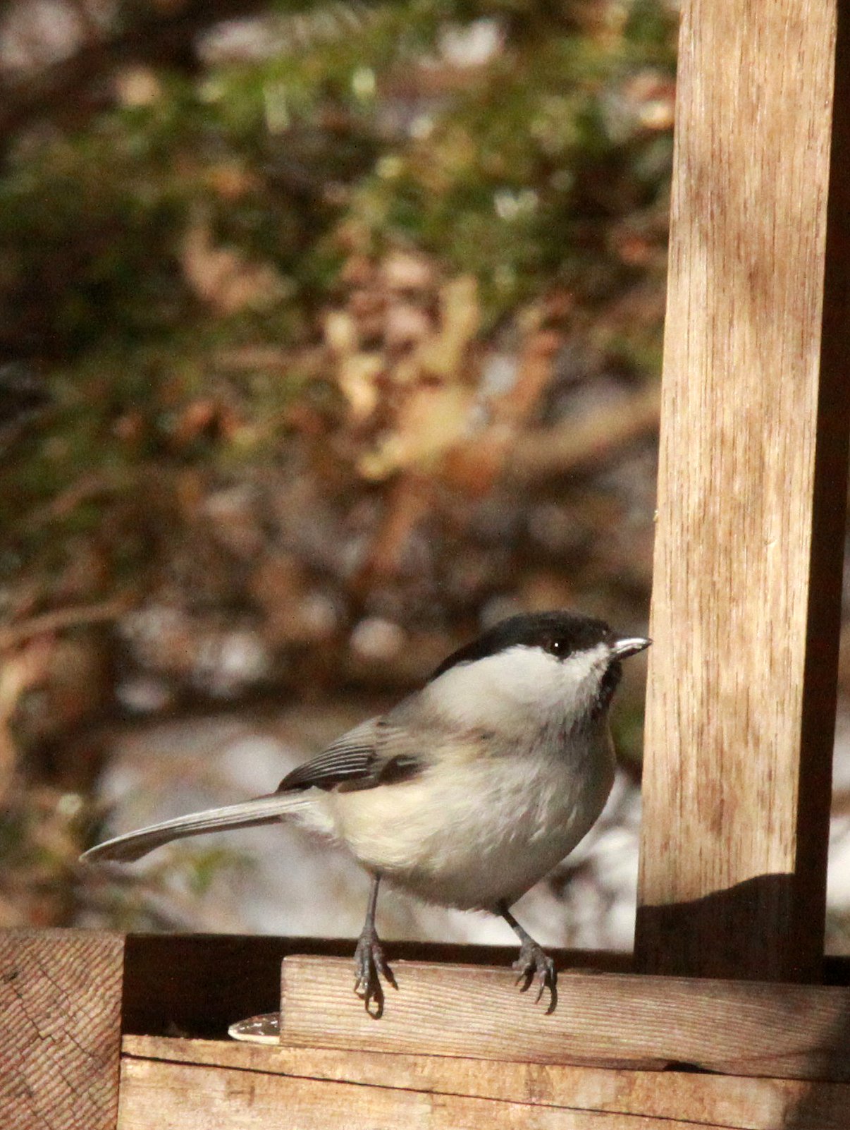 Willow Tit (Poecile montanus) Shiobutsu Onsen Karuizawa Japan (9).JPG