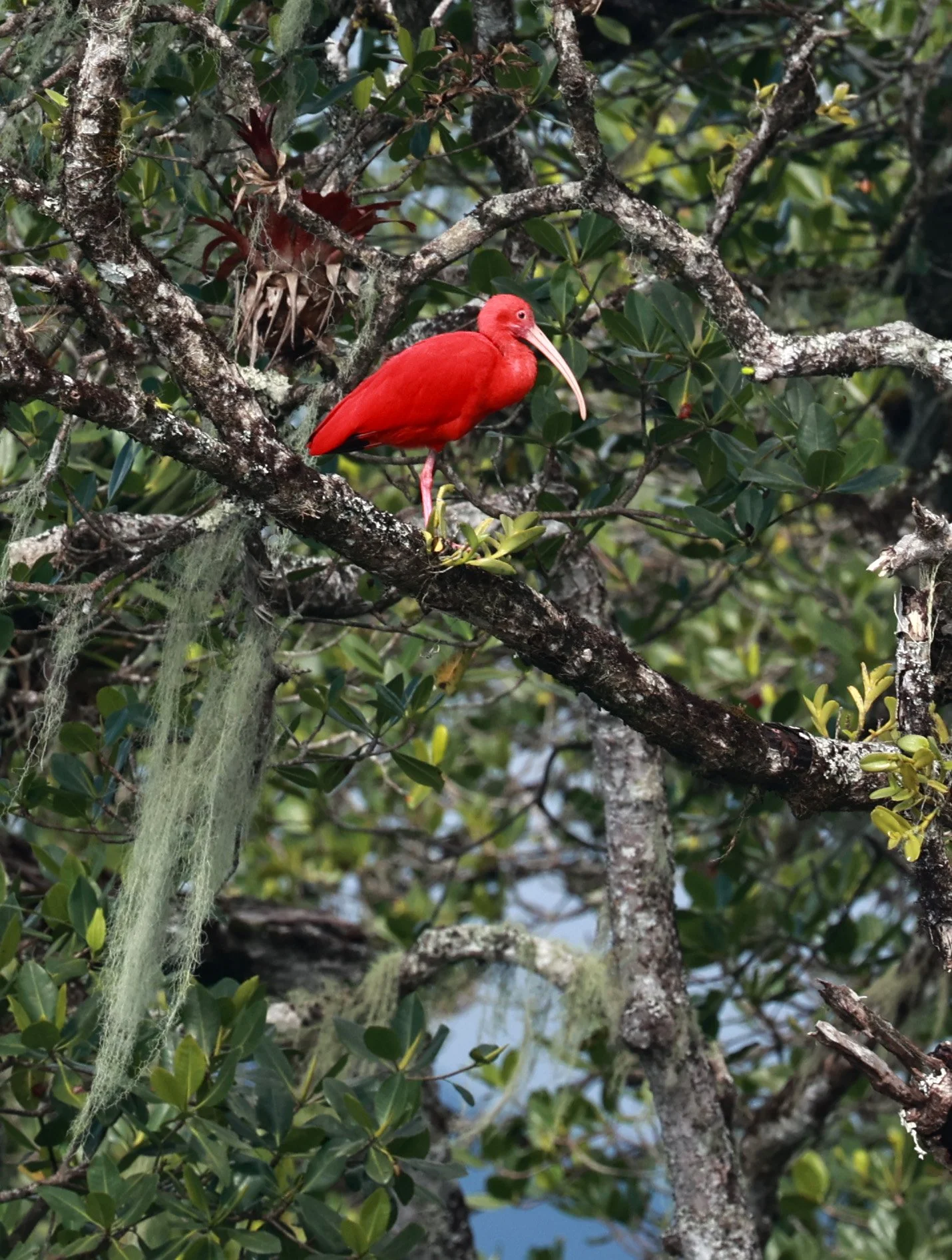 Scarlet Ibis (Eudocimus ruber) Superagüi National Park, Brazil (2).jpg