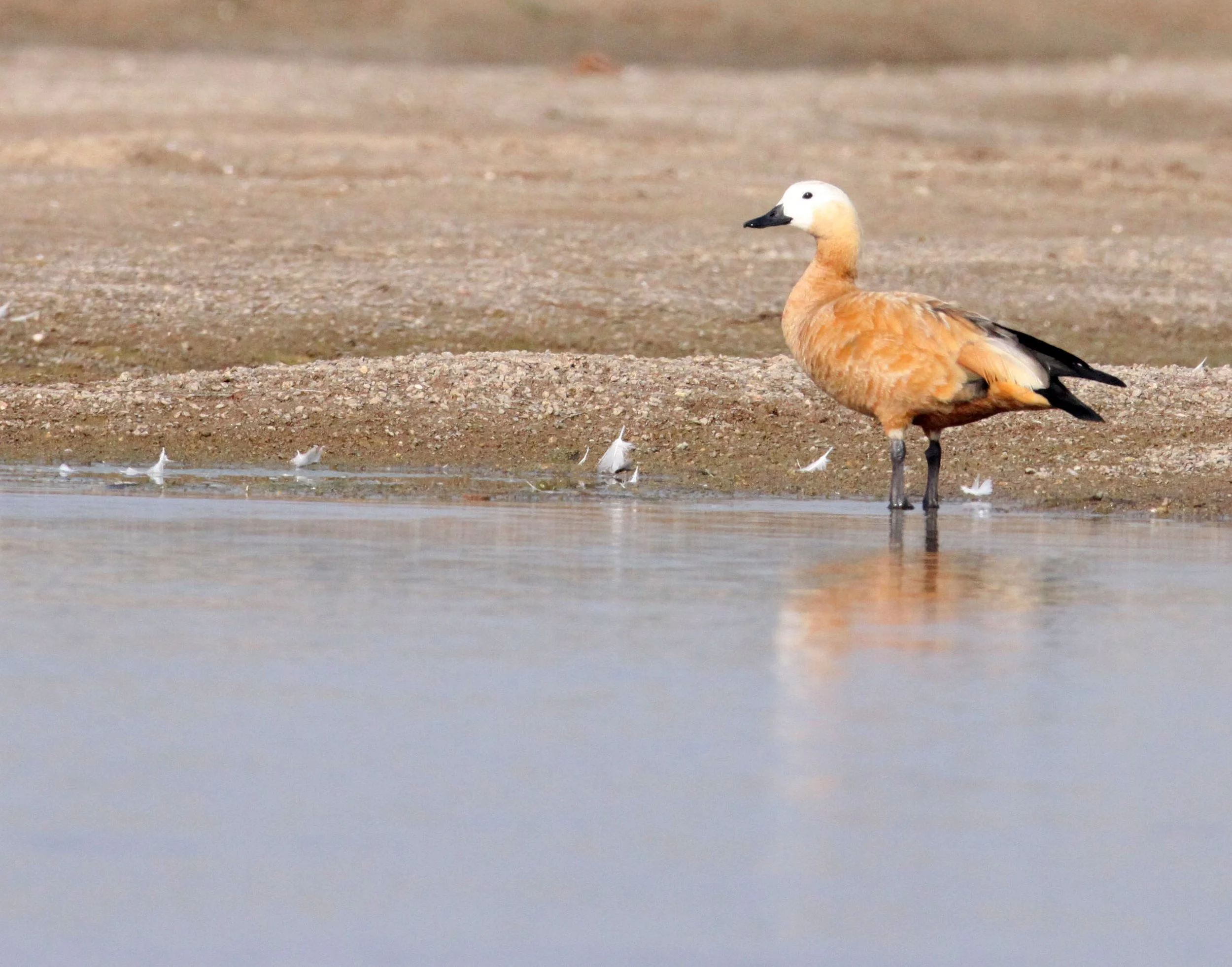 SHELDUCK - RUDDY SHELDUCK  - Tadorna ferruginea - CHAMBAL RIVER SANCTUARY INDIA (22).JPG