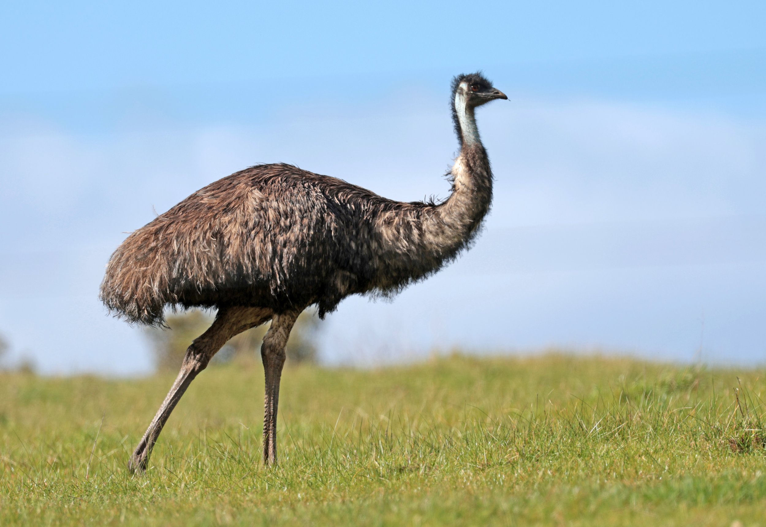 Emu (Dromaius novaehollandiae) Mt Frankland NP - Western Australia (44).jpg