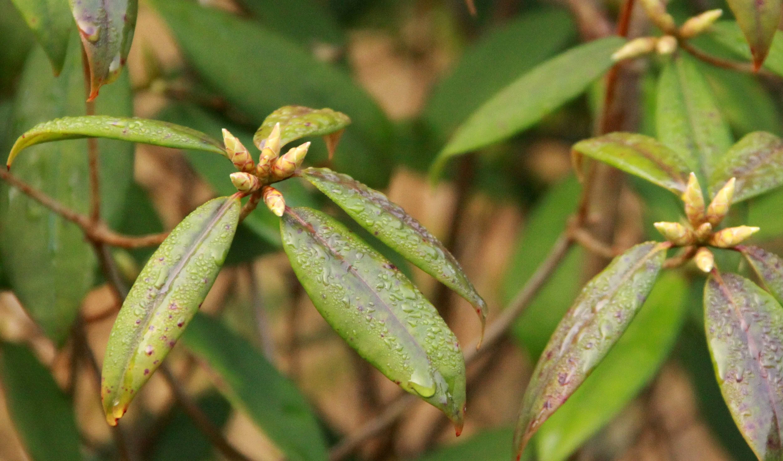 MEIHUASHAN - FUJIAN CHINA (101).JPG