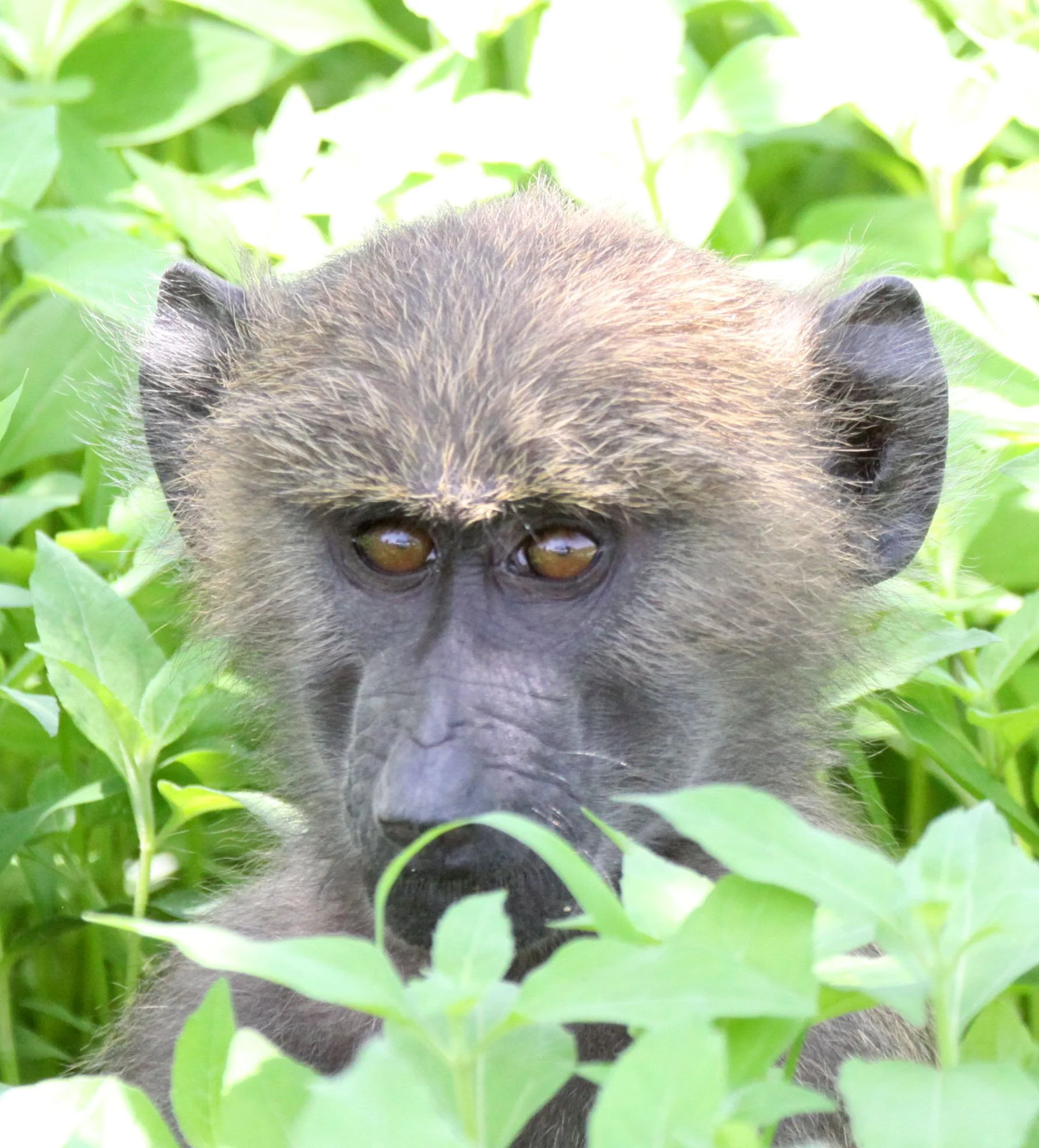 CERCOPITHECIDAE - Papio anubis - OLIVE BABOON - AWASH NATIONAL PARK ETHIOPIA (38).JPG