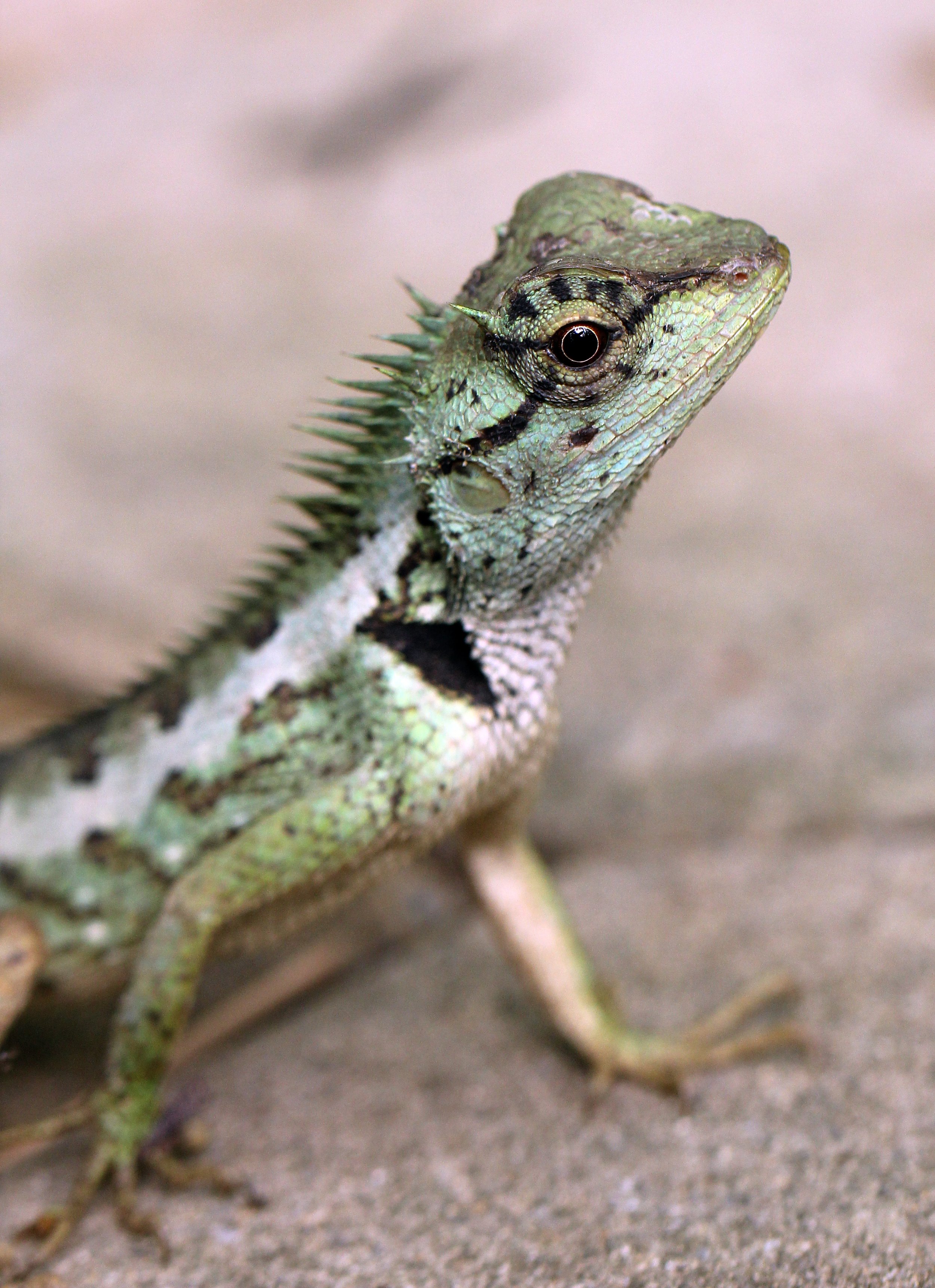 Calotes emma - EMMA GRAY'S FOREST LIZARD - KOH LANTA THAILAND (98).JPG