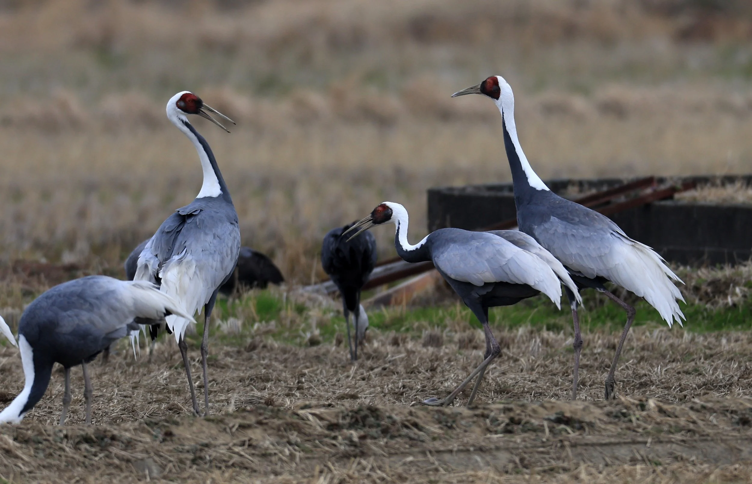 White-naped Crane (Antigone vipio) Izumi Crane Park & Center, Izumi Kagoshima Kyushu Japan (421).jpg
