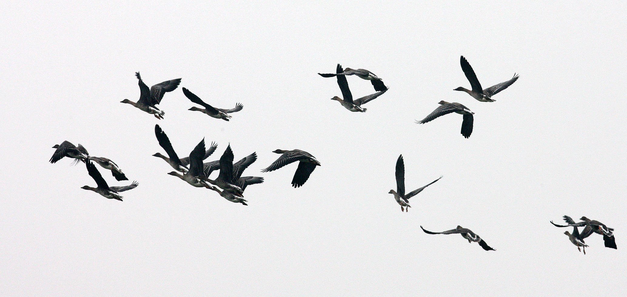 BIRD - GOOSE - BEAN GOOSE - ANSER FABALIS - NANJI HILL RESERVE POYANG LAKE, JIANGXI PROVINCE, CHINA (31).JPG