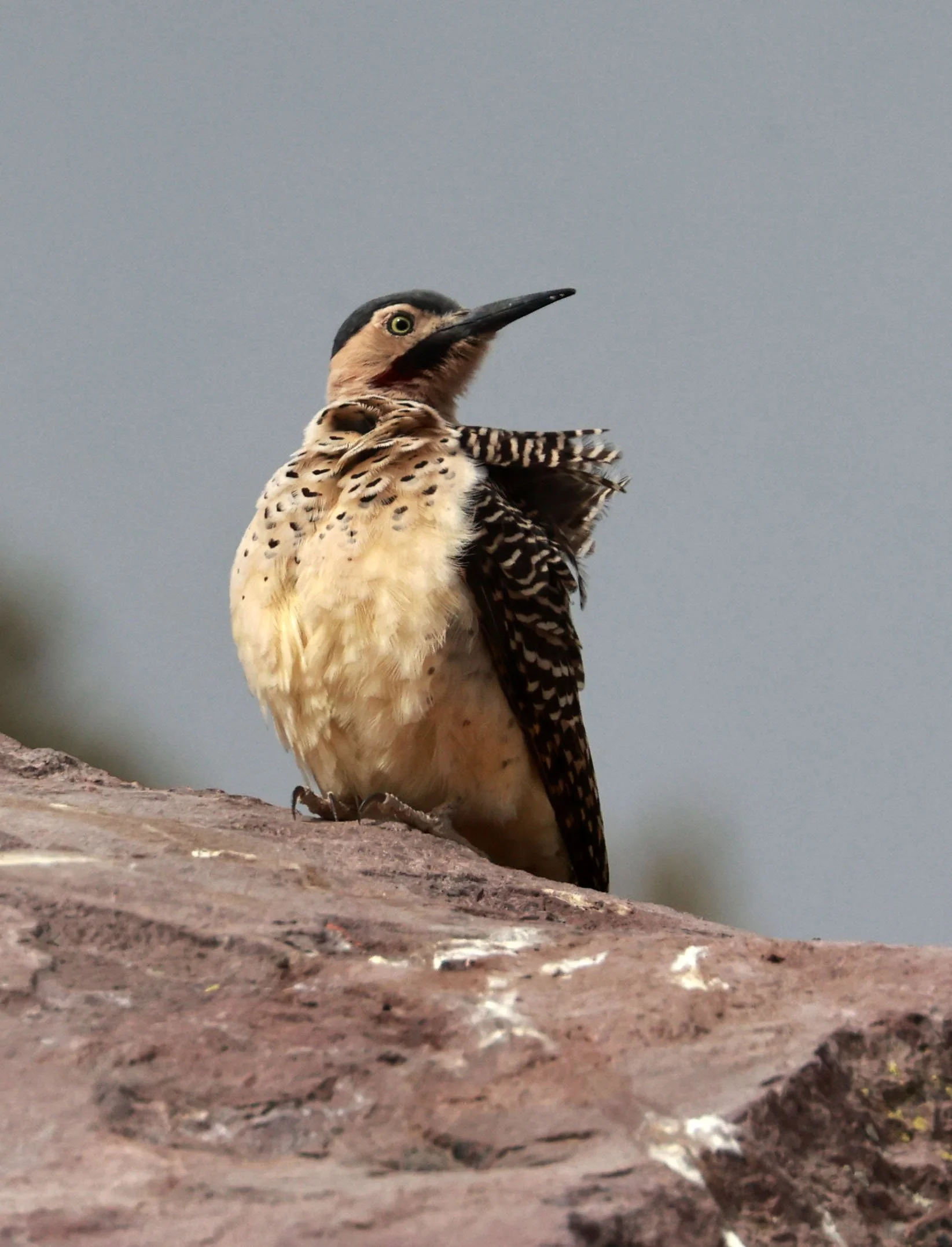 Woodpecker - Andean Flicker - Colaptes rupicola - Lauca National Park, Chile (25).jpg