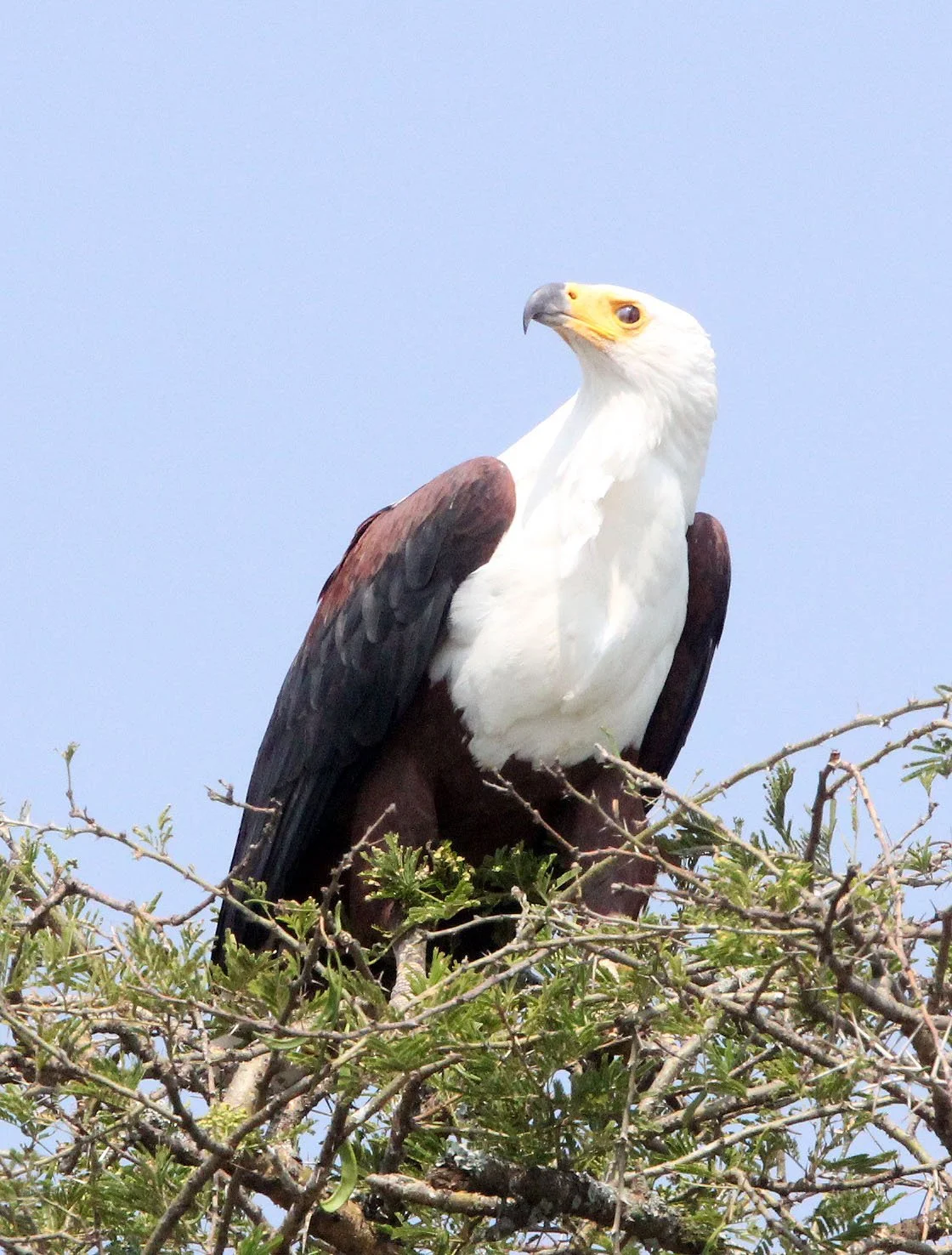 Haliaeetus vocifer - AFRICAN FISH EAGLE - QUEEN ELIZABETH NP UGANDA (9).JPG