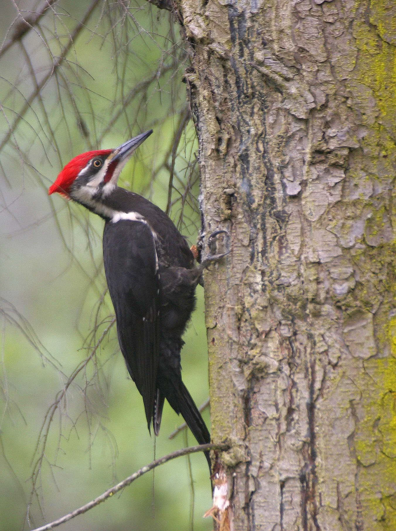 BIRD - WOODPECKER - PILEATED WOODPECKER - GASMAN (19).jpg