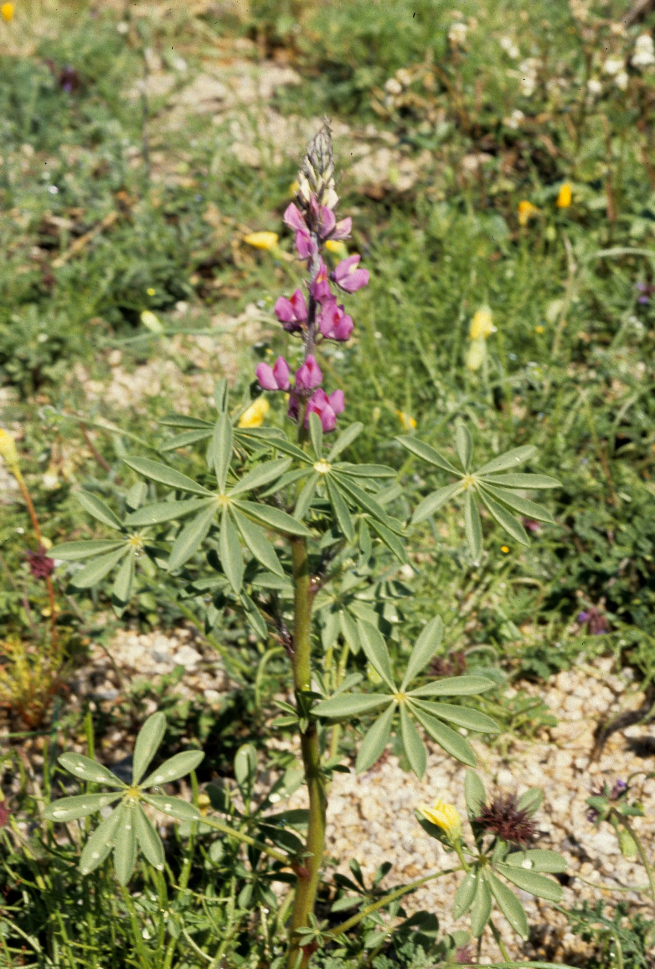 ANZA BORREGO - LEGUMINOSEAE - LUPINUS SPECIES.jpg