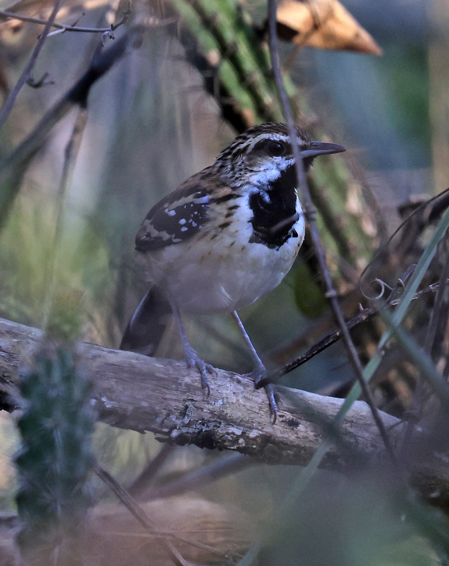 Stripe-backed Antbird (Myrmorchilus strigilatus) Agua Dulce Paraguay (19).jpg