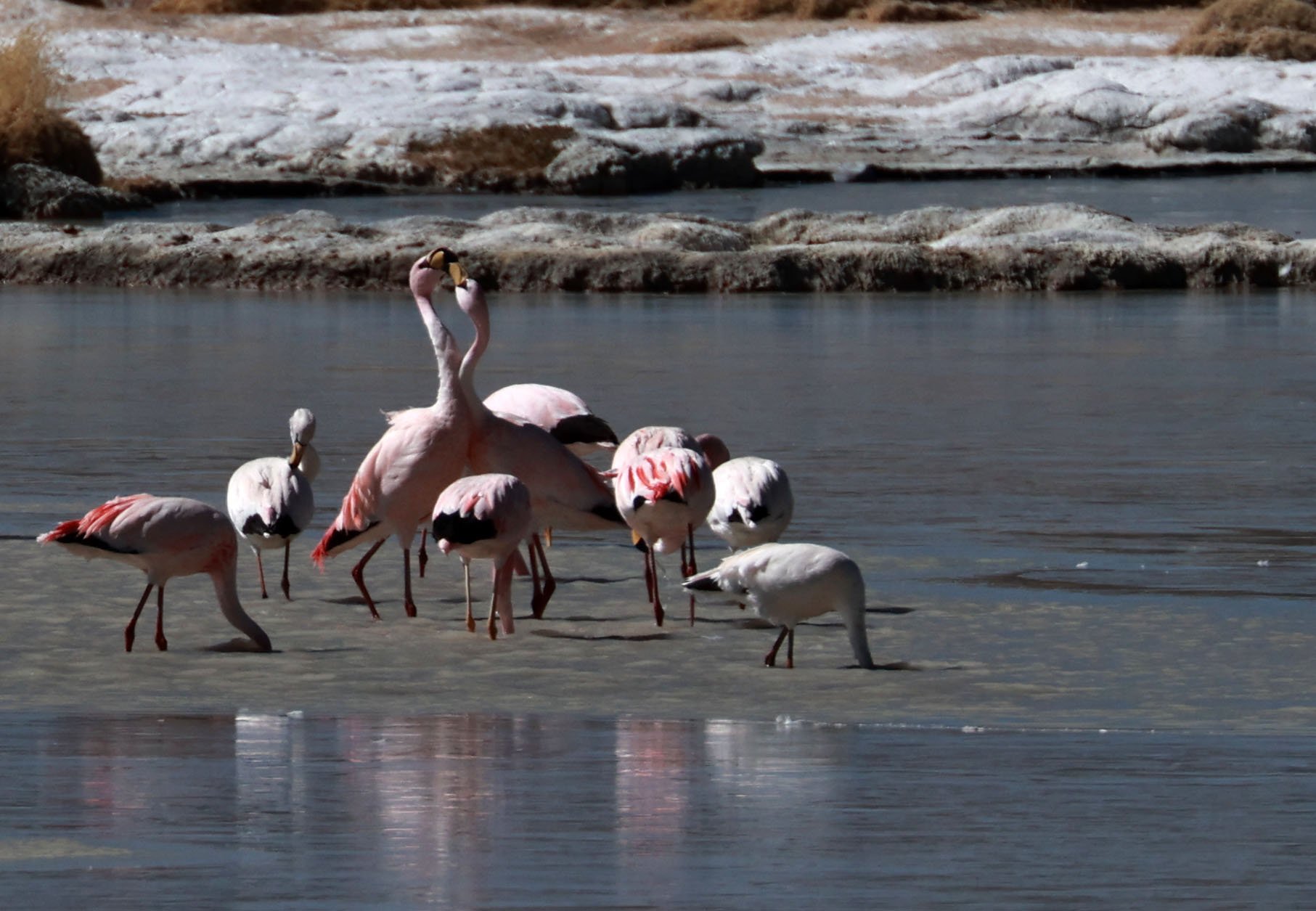 Flamingo - James's Flamingo - Phoenicoparrus jamesi - mixed with Andean flamingo - Phoenicoparrus andinus -  Lauca National Park, Chile (16).jpg