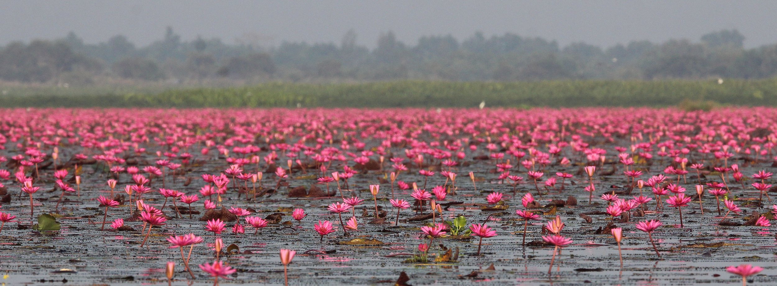 2018 Thale Noi Bird Sanctuary Patthalung (51).JPG