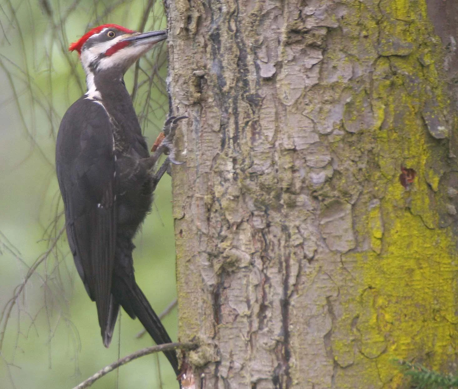 BIRD - WOODPECKER - PILEATED WOODPECKER - GASMAN (25).jpg