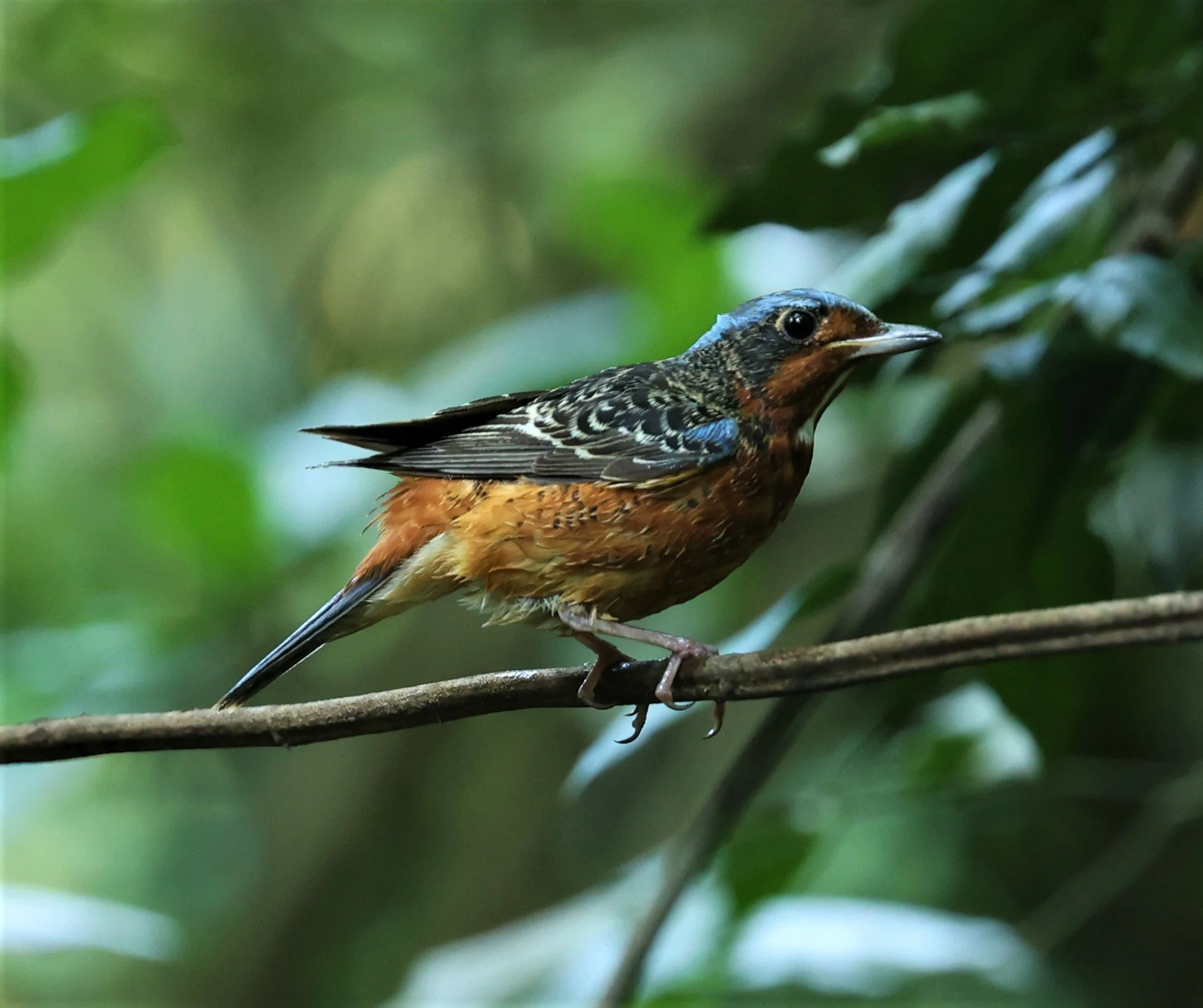 ROCK-THRUSH - WHITE-THROATED ROCK-THRUSH - Monticola gularis - WAT THAM PRATHUM CHONBURI March 2022 (77).jpg