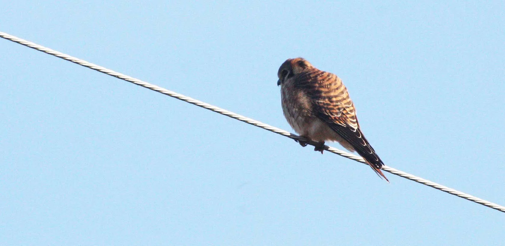 BIRD - AMERICAN KESTREL - SEQUIM SIDE ROADS WA (2).JPG