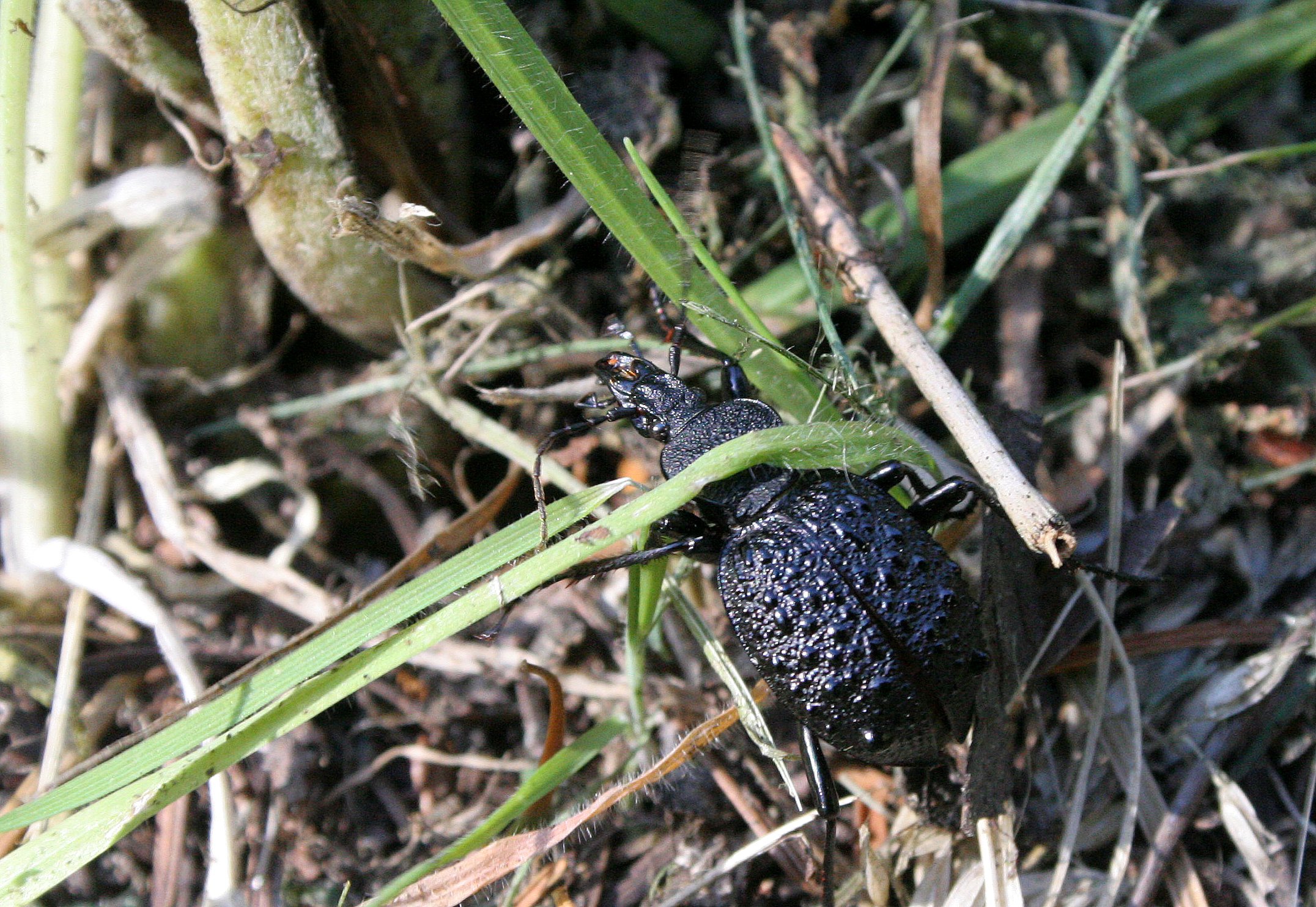INVERTS - COLEOPTERA - CARABID - SNAIL EATER - ENDEMIC TO OLYMPIC PENINSULA (2).JPG
