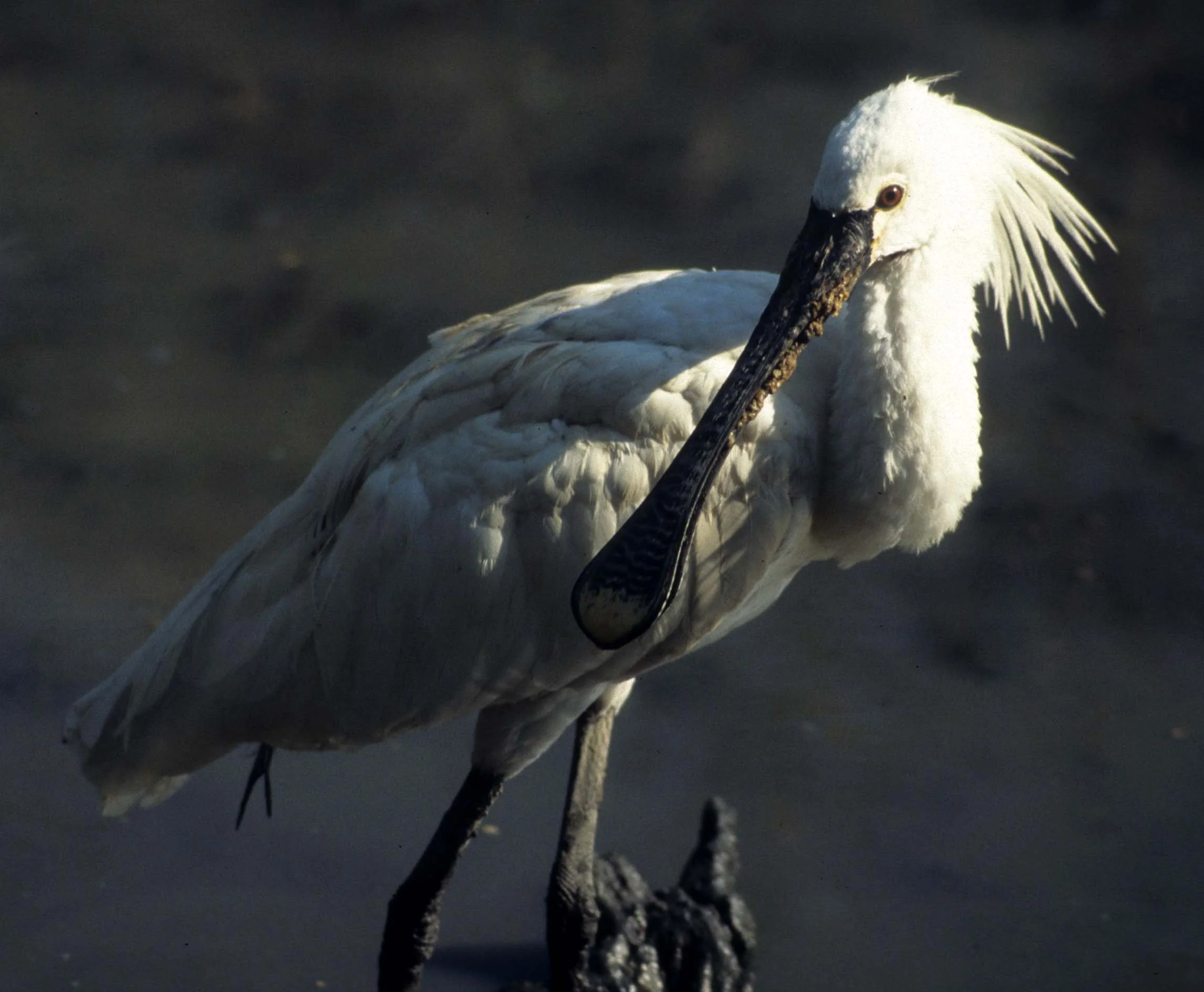 SPOONBILL - EURASIAN SPOONBILL - Platalea leucorodia - LA CAMARGUE FRANCE (3).jpg