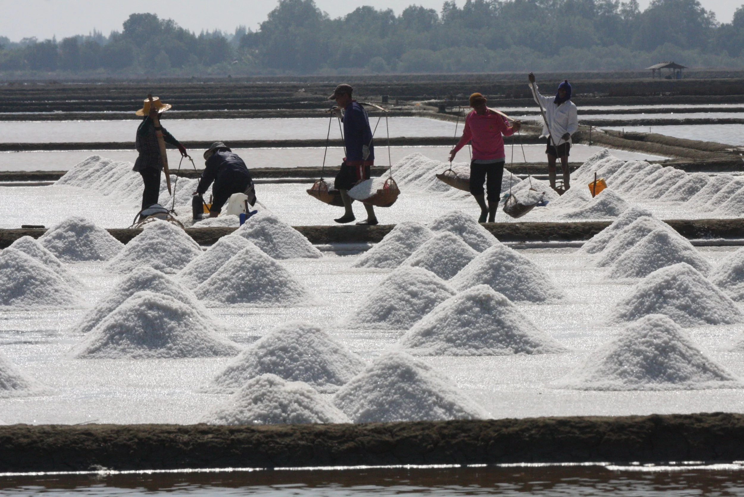2009 Samut Songkran Salt & Shrimp in Ponds (4).JPG