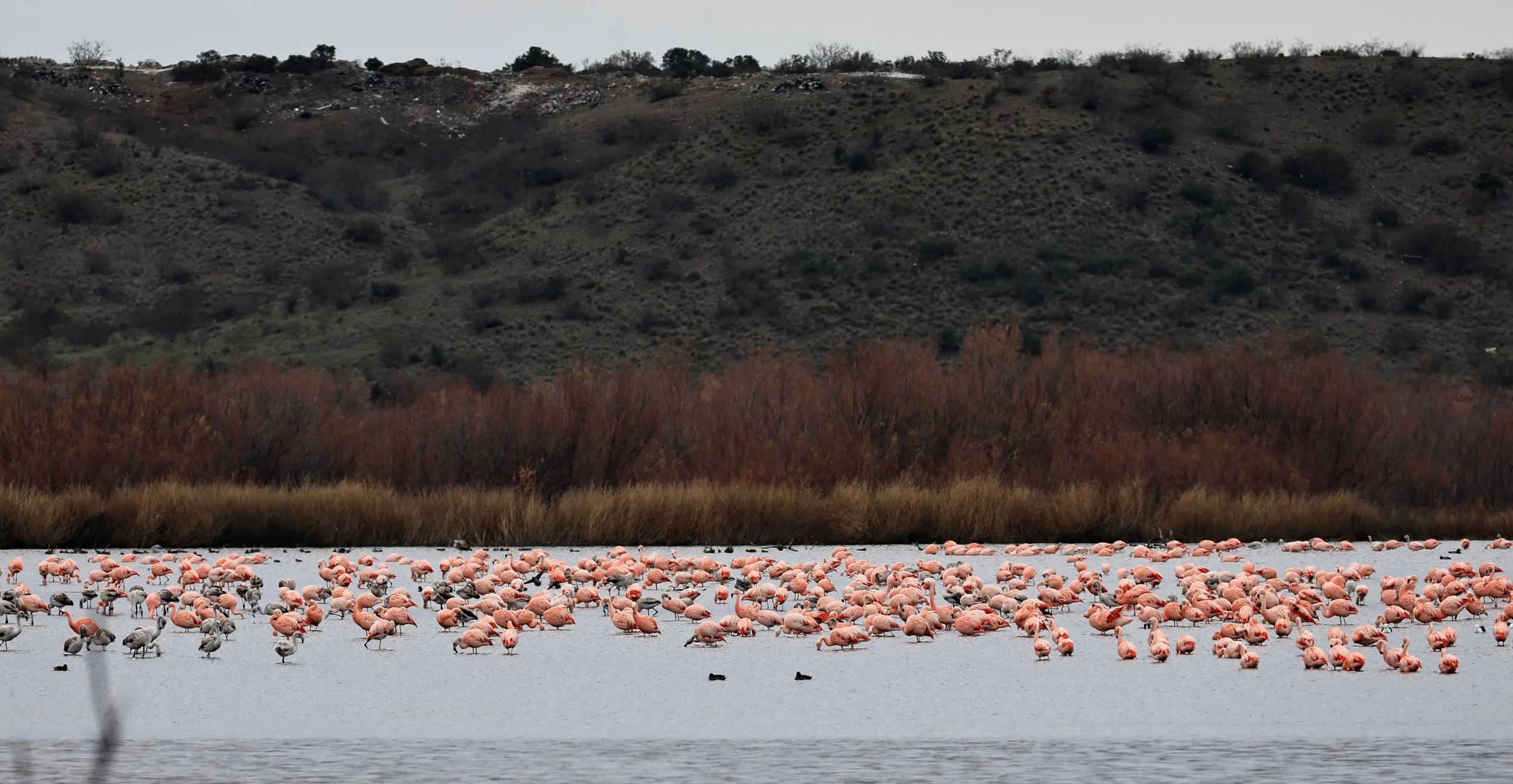 Chilean Flamingo (Phoenicopterus chilensis) Lagunas del Ornitólogo, Trelew Argentina (78).jpg