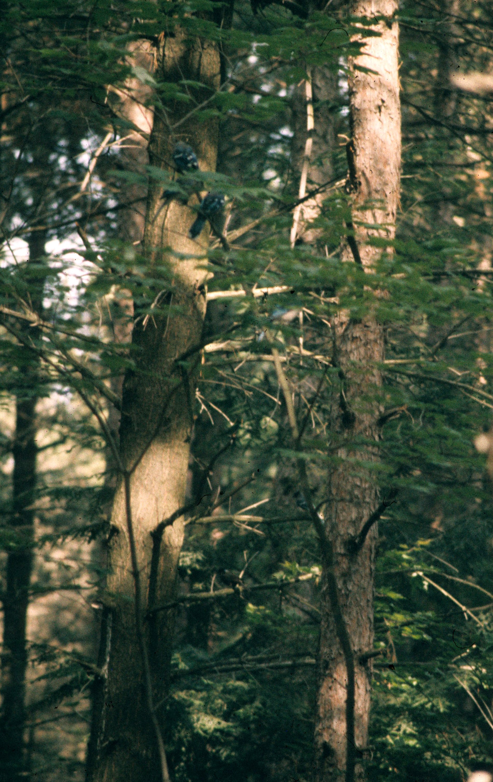 1972 - SUMMER TRIP - NEW HAMPSHIRE - BIRD - BLUE JAY.jpg