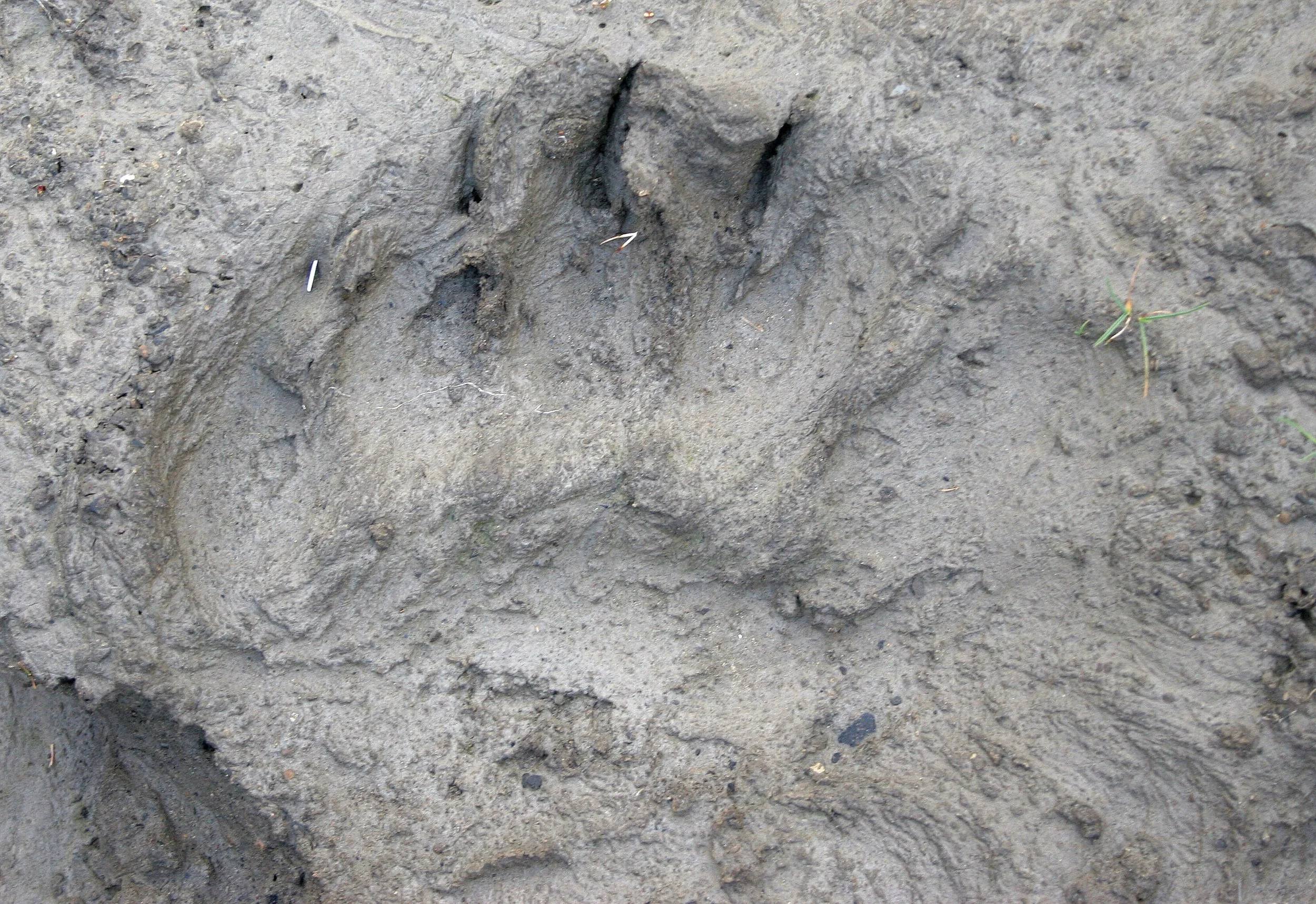 URSID - POLAR BEAR - SVALBARD (324).jpg