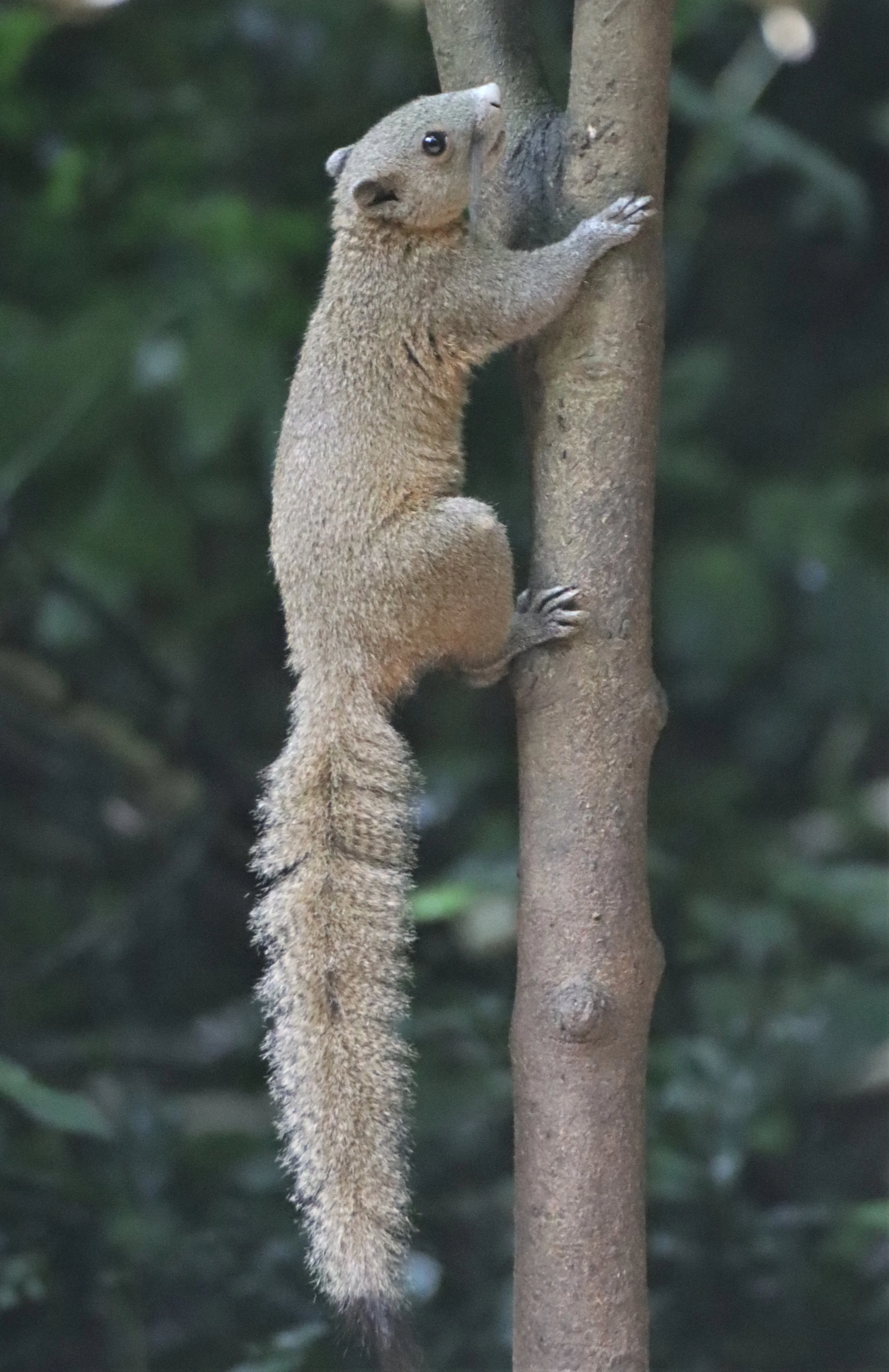The Grey-bellied squirrel (Callosciurus caniceps)
