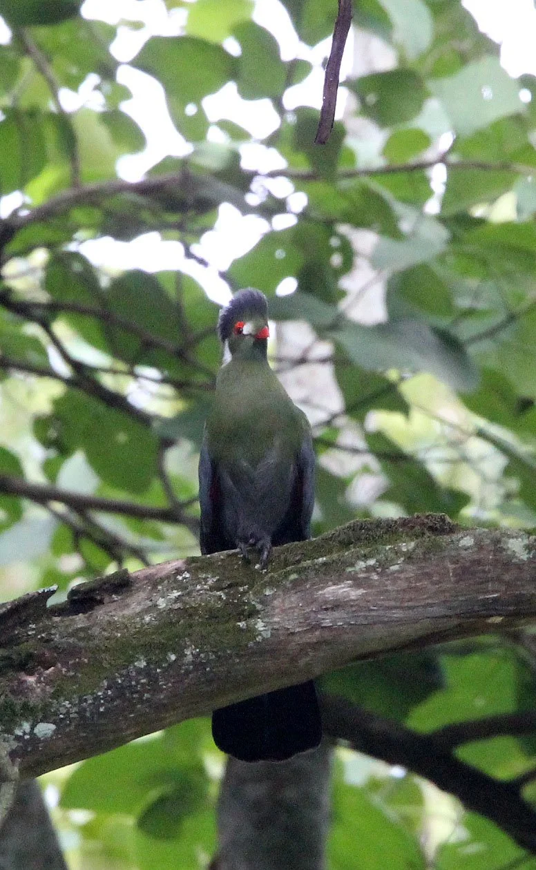 White-cheeked Turaco (Menelikornis leucotis) Langano Lake Ethiopia (14).JPG