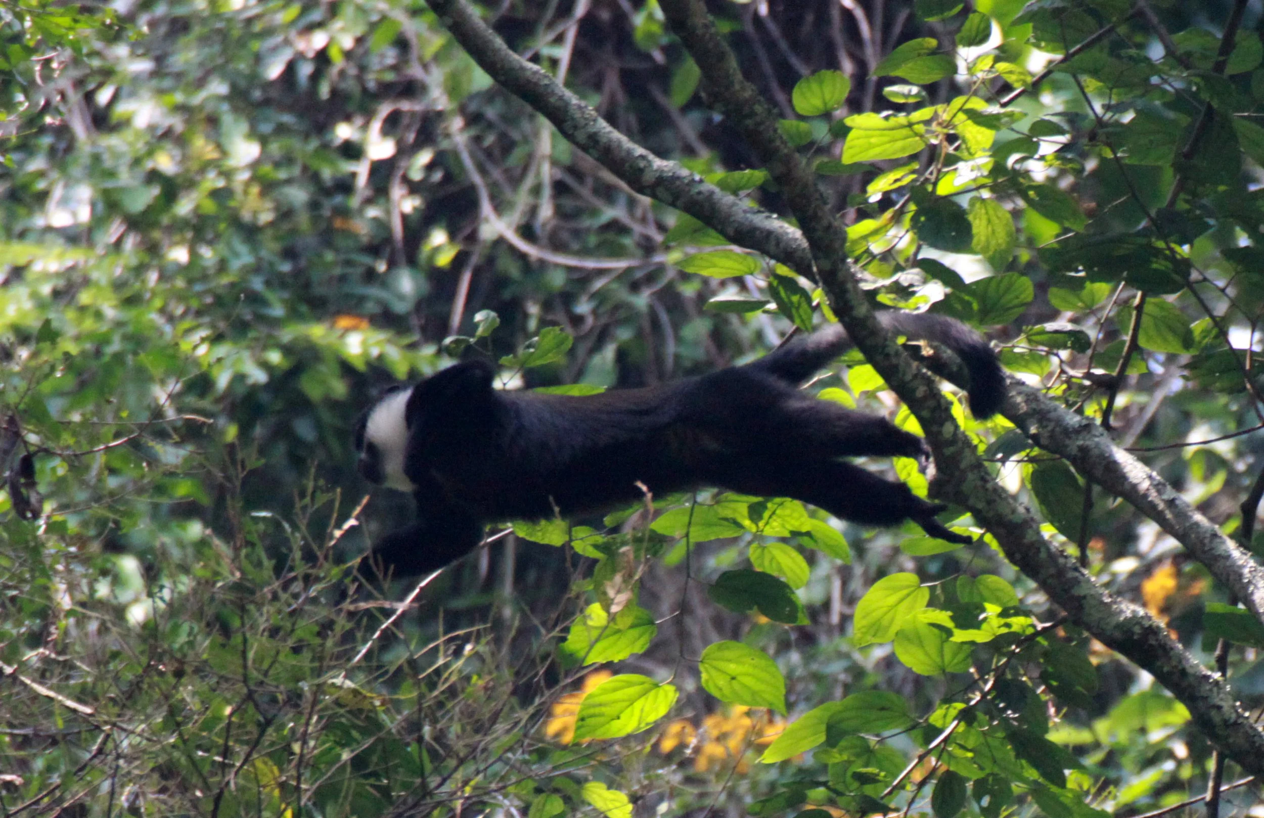 Allochrocebus lhoesti L'Hoest's Monkey — Coke Smith Wildlife