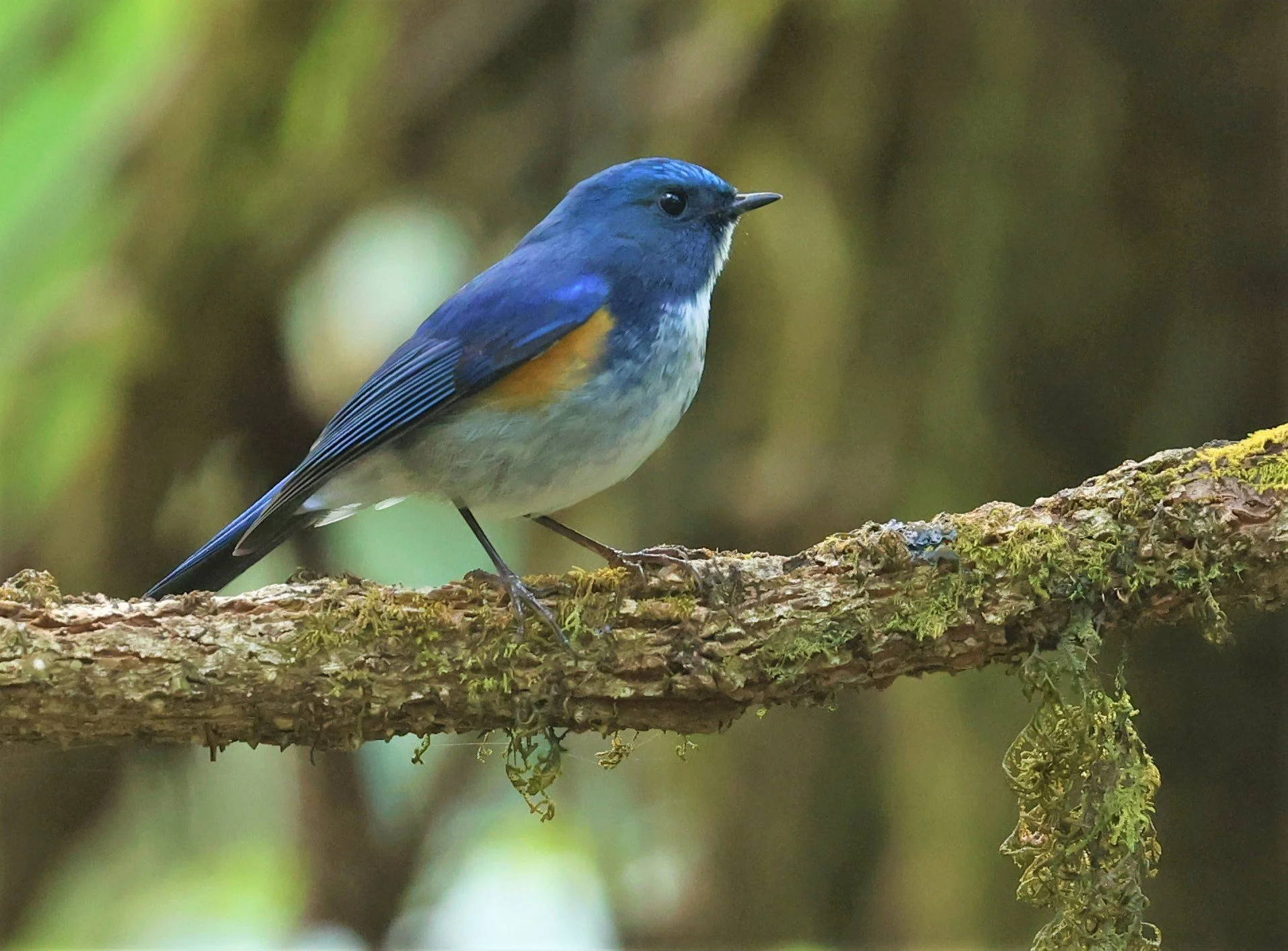 BLUETAIL - HIMALAYAN BLUETAIL - Tarsiger rufilatus - DOI PHA HOM POK NP DOI LANG EAST FEB 2022 (55).jpg