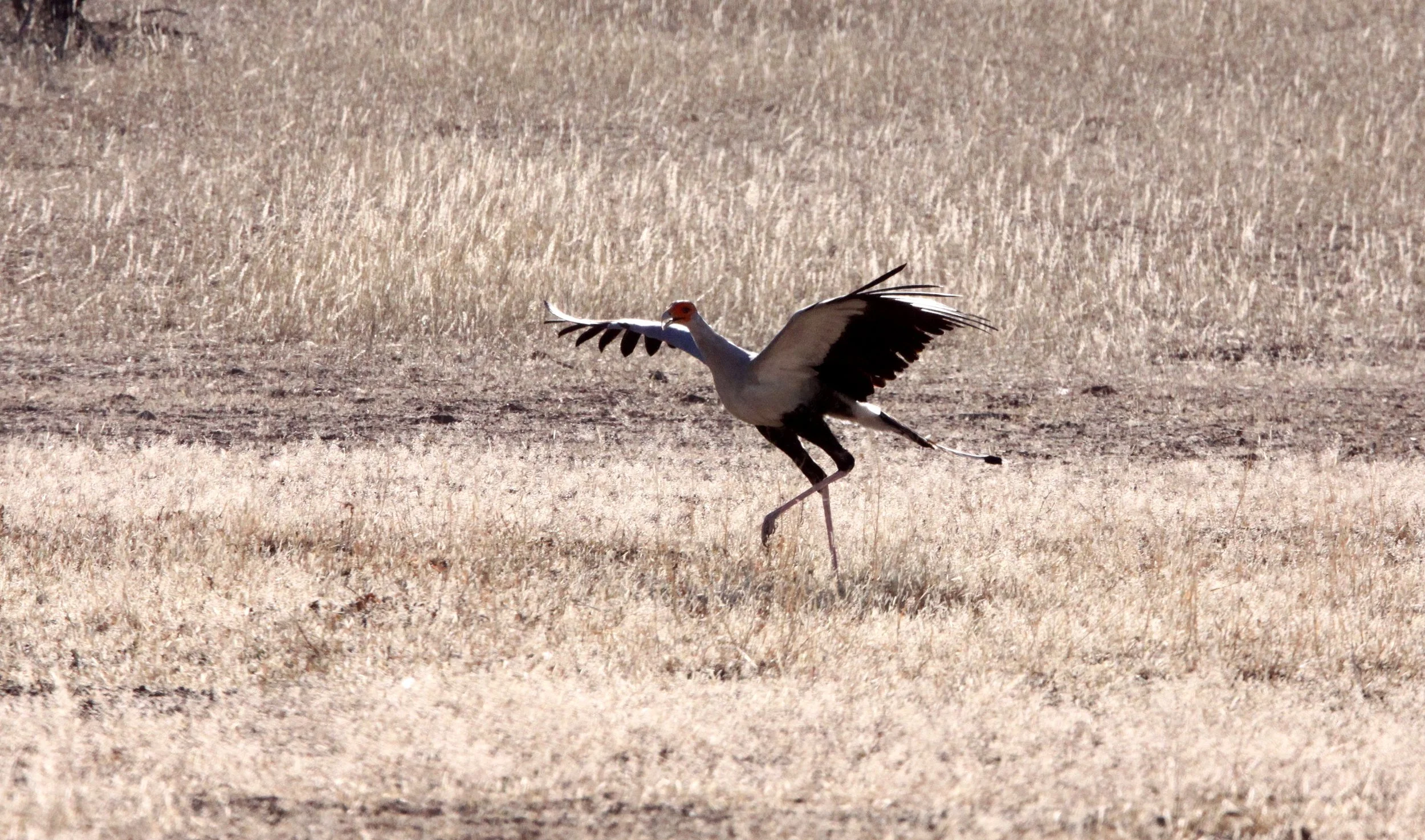 BIRD - SECRETARY BIRD - KGALAGADI NATIONAL PARK SOUTH AFRICA (13).JPG