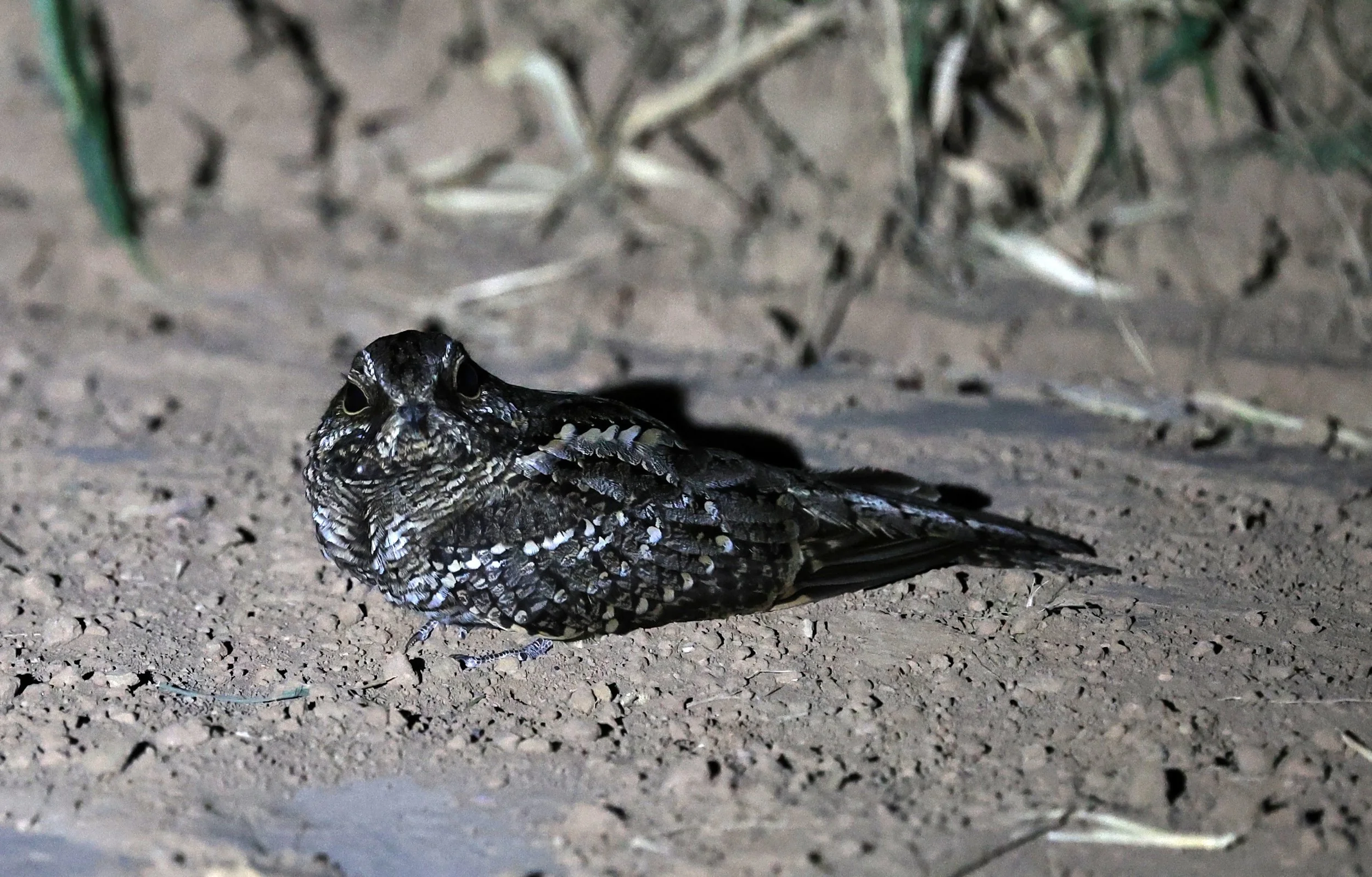 Scissor-tailed Nightjar (Hydropsalis torquata) female - Fortin Toledo Paraguay (13).jpg
