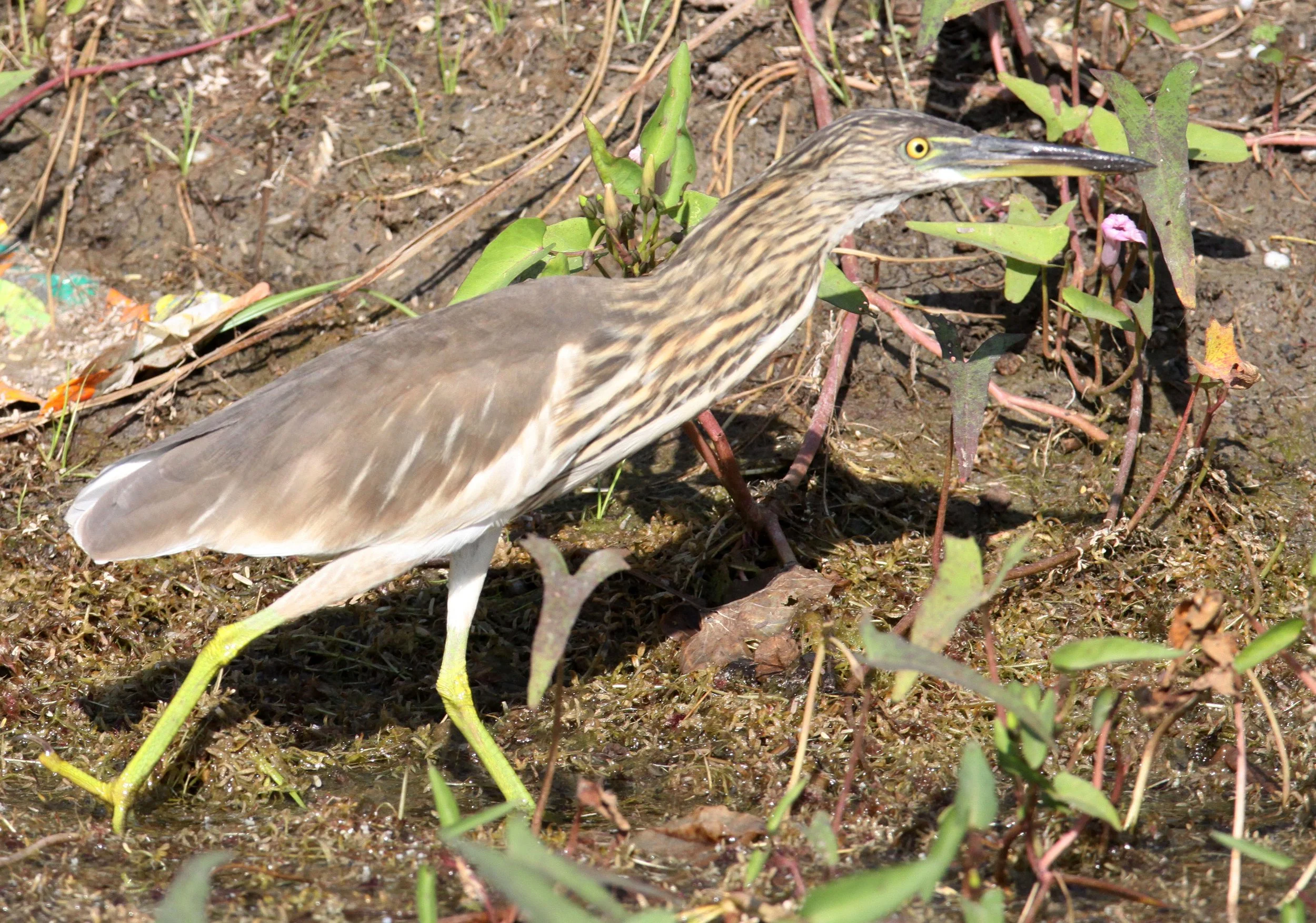HERON - INDIAN POND HERON - Ardeola grayii - LITTLE RANN OF KUTCH GUJARAT INDIA (3).JPG