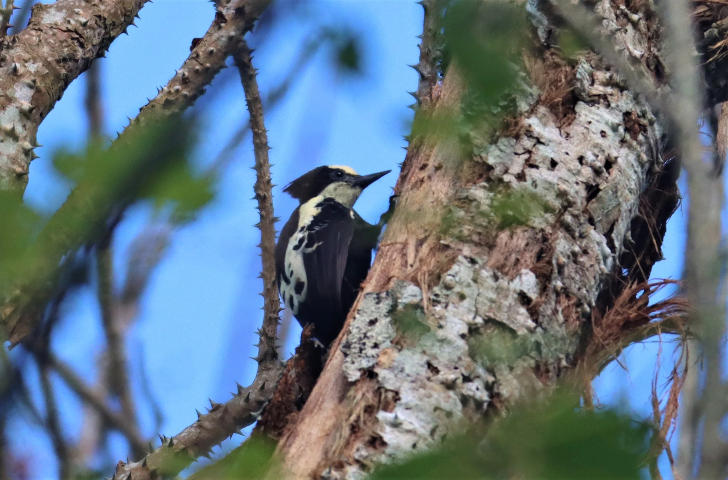 WOODPECKER - HEART-SPOTTED WOODPECKER - Hemicircus canente - KHAO YAI NATIONAL PARK (15).jpg
