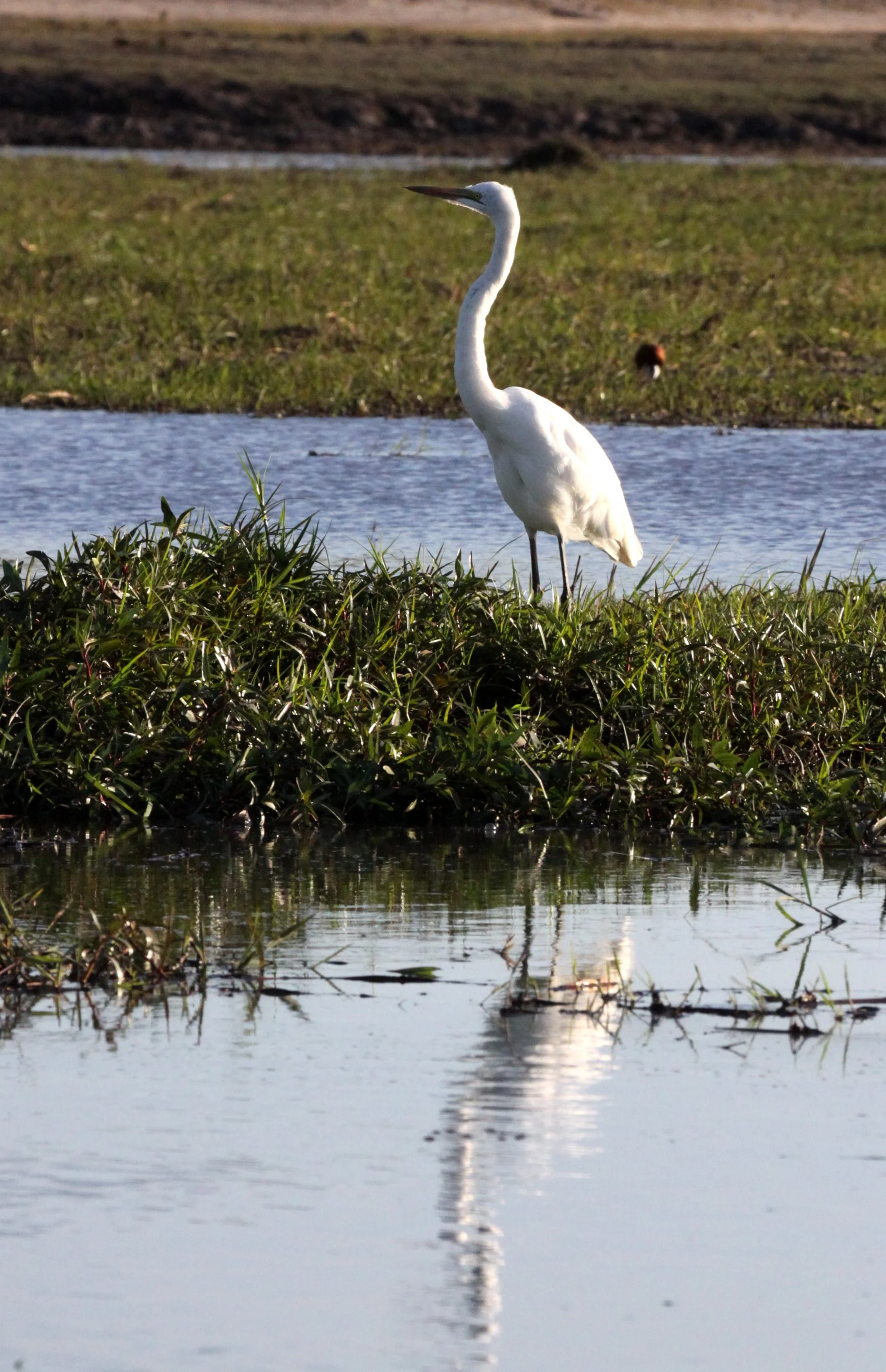 EGRET - AFRICAN GREAT EGRET - Ardea alba melanorhynchos - CHOBE NATIONAL PARK BOTSWANA (2).JPG