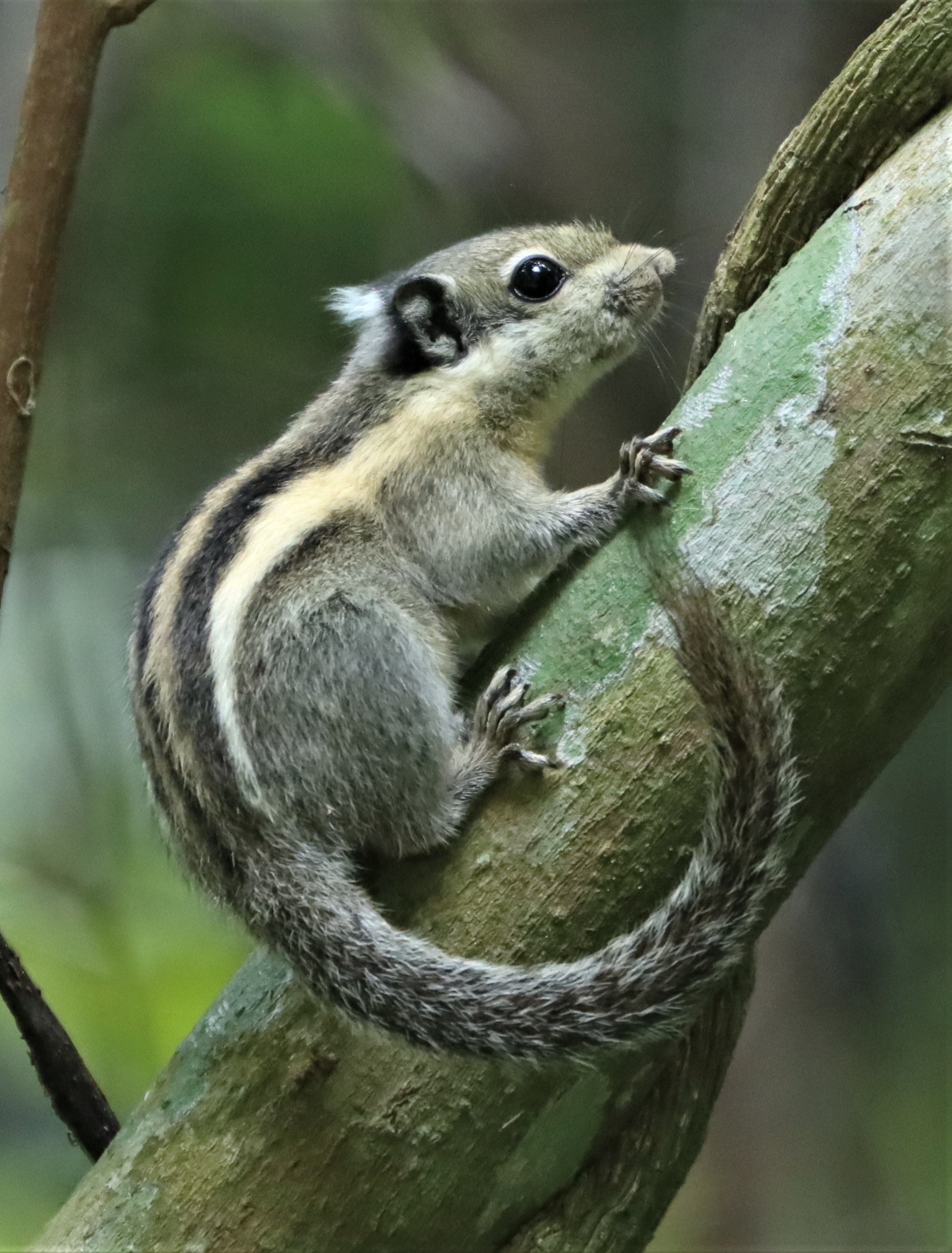 Tamiops mcclellandii - WESTERN STRIPED SQUIRREL - DOI INTHANON JULY 2 2021 (9).jpg