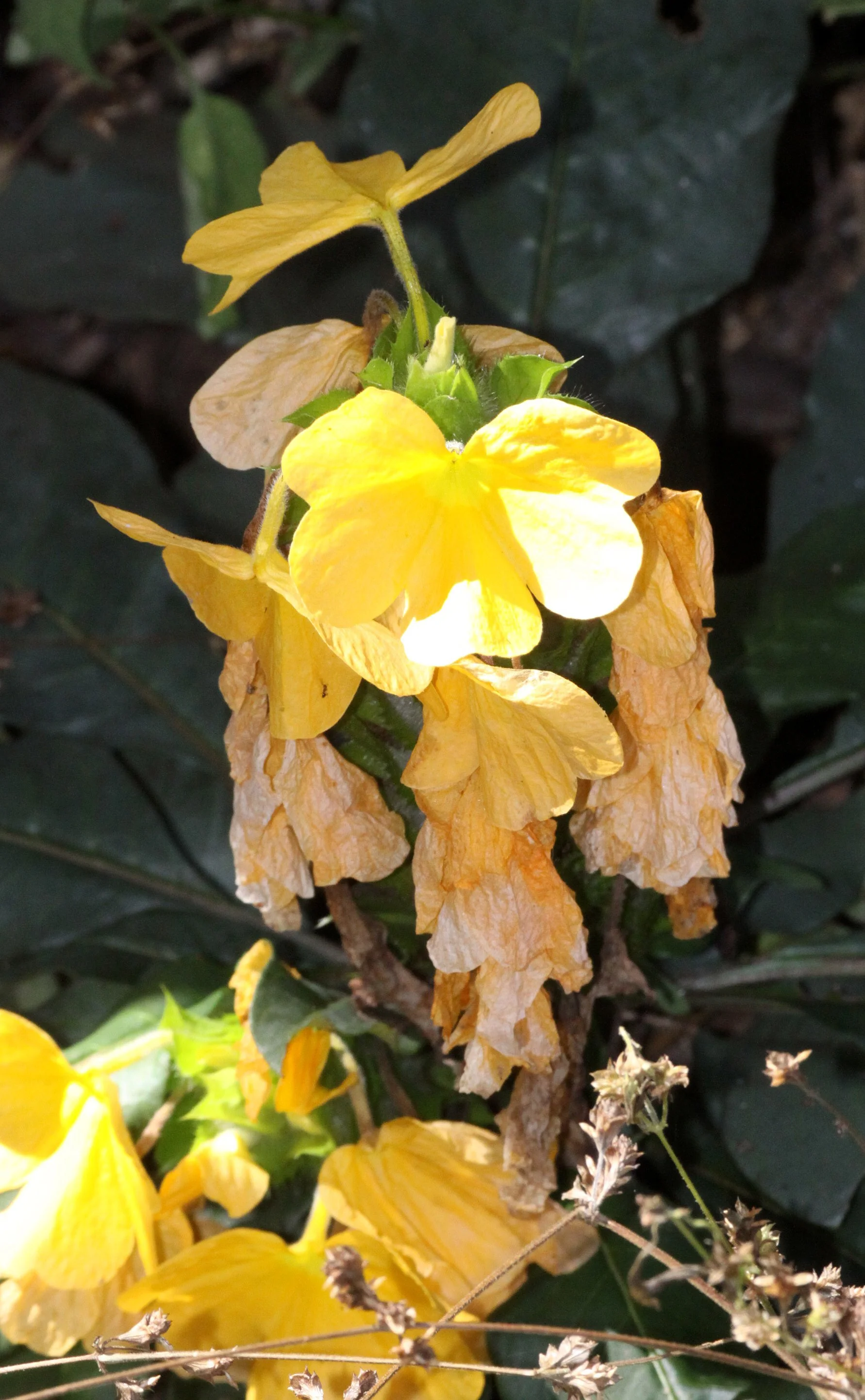 PLANT - SPECIES - ANKARANA NATIONAL PARK MADAGASCAR (15).JPG