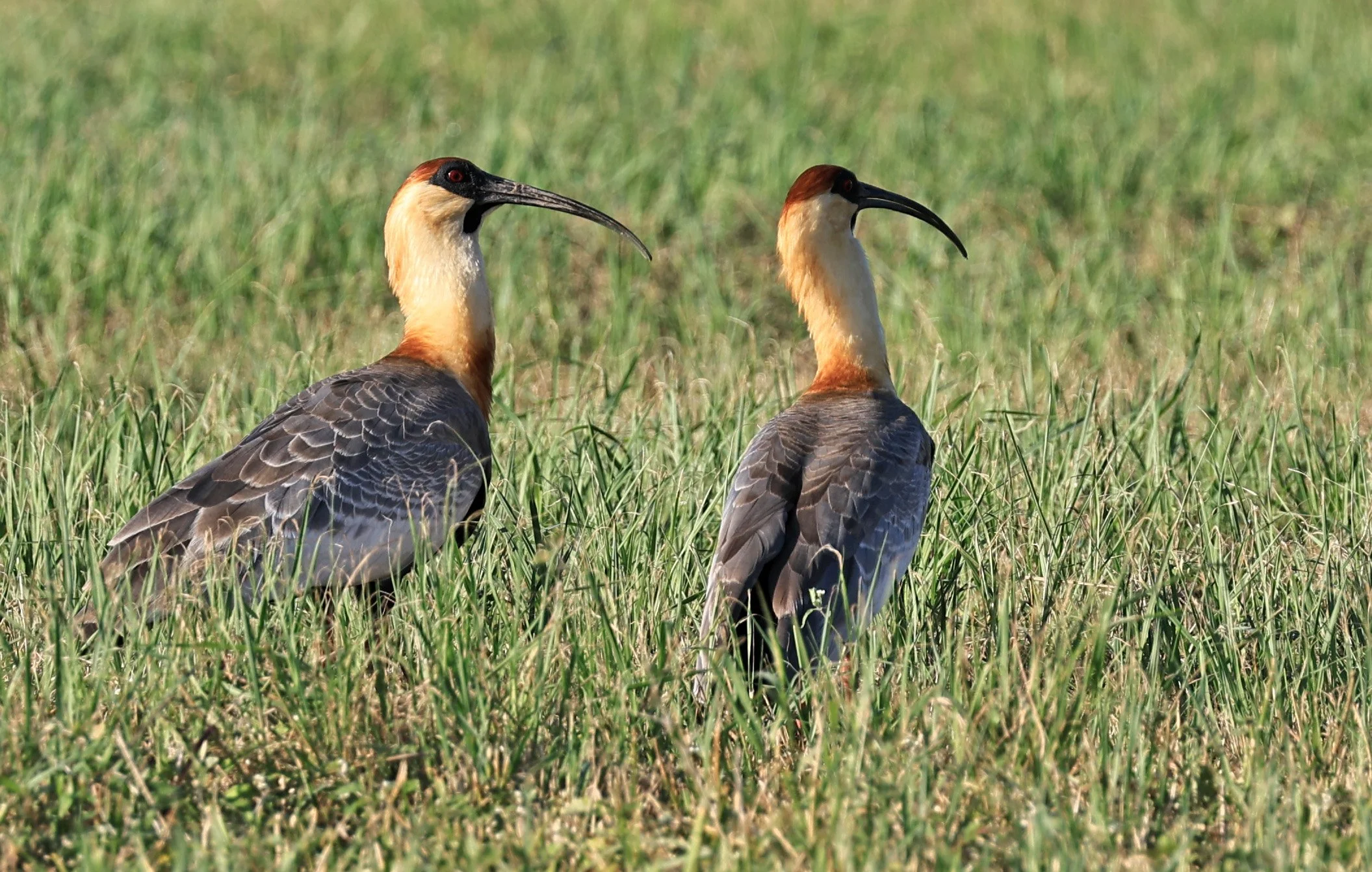Buff-necked Ibis (Theristicus caudatus) Estancia Campo'i Paraguay (53).jpg