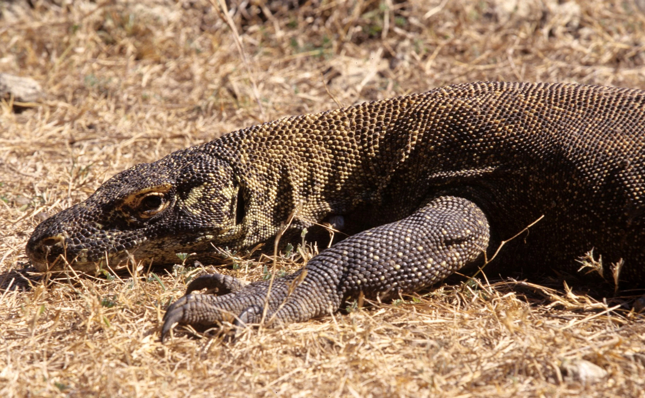 REPTILE - MONITOR LIZARD - KOMODO DRAGON - RINJA ISLAND M.jpg