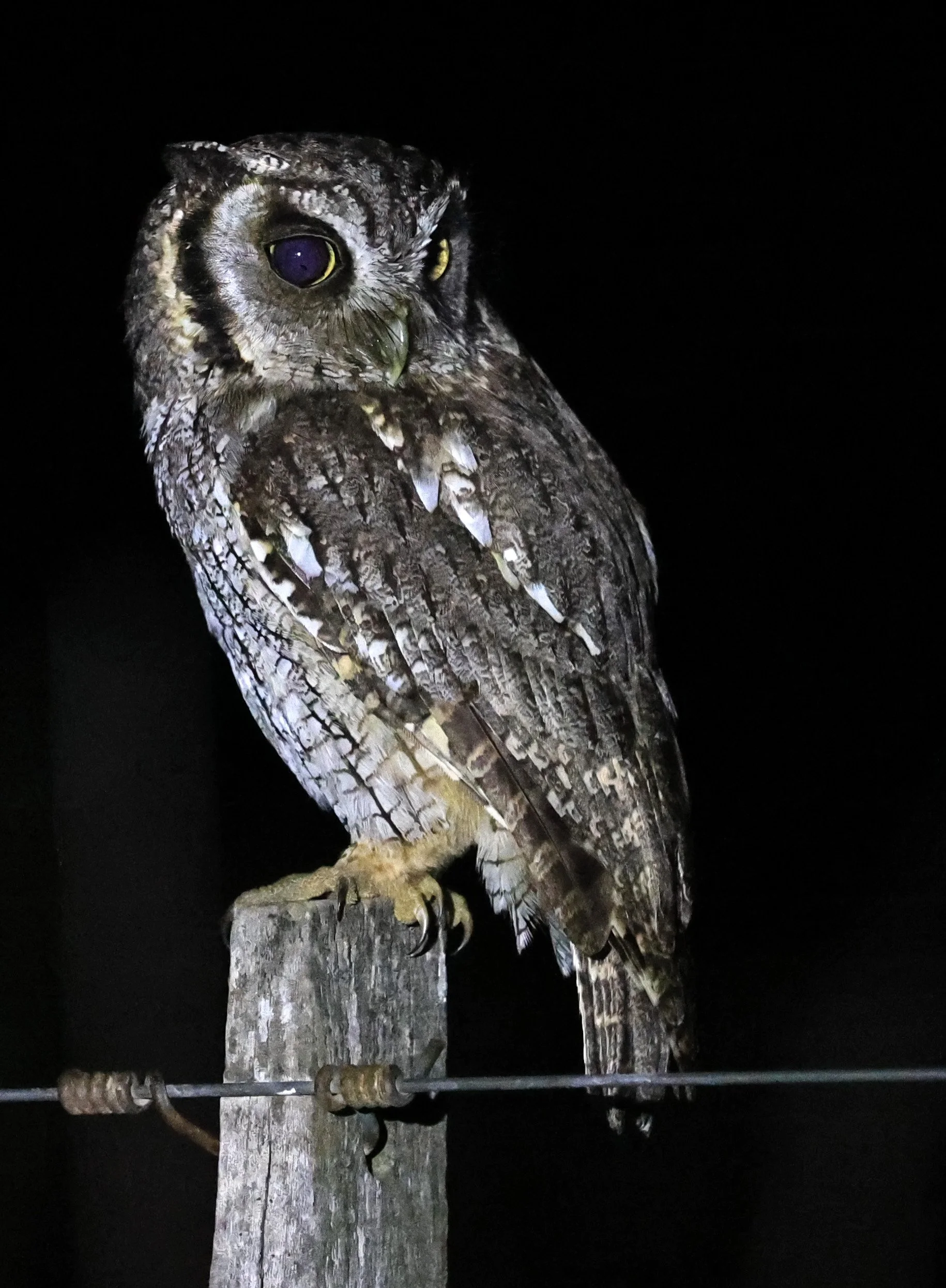 Tropical Screech-Owl (Megascops choliba) Hotel Campestre Iparoma Paraguay (38).jpg