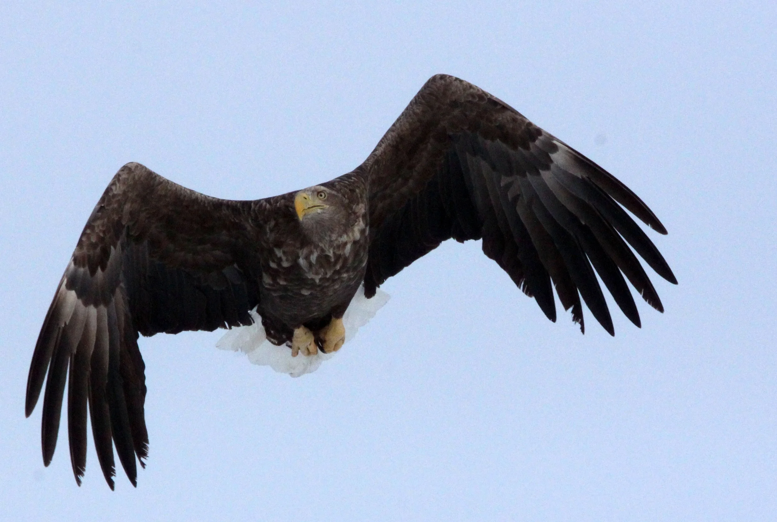 Haliaeetus albicilla - WHITE-TAILED EAGLE - AKAN INTERNATIONAL CRANE CENTER - HOKKAIDO JAPAN (95).JPG