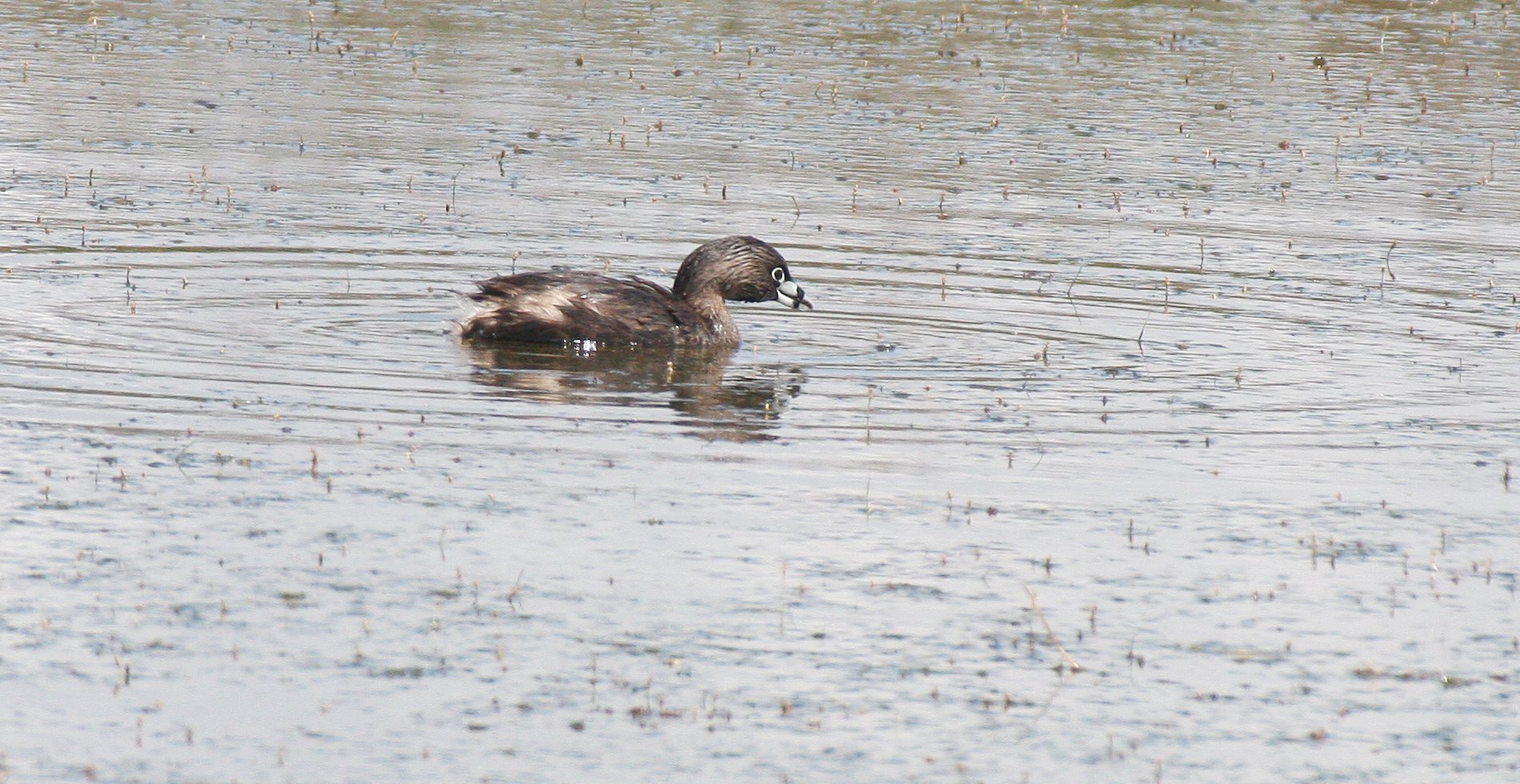 Pied-billed Grebe (Podilymbus podiceps) Ridgefield NWR Washington (6).JPG