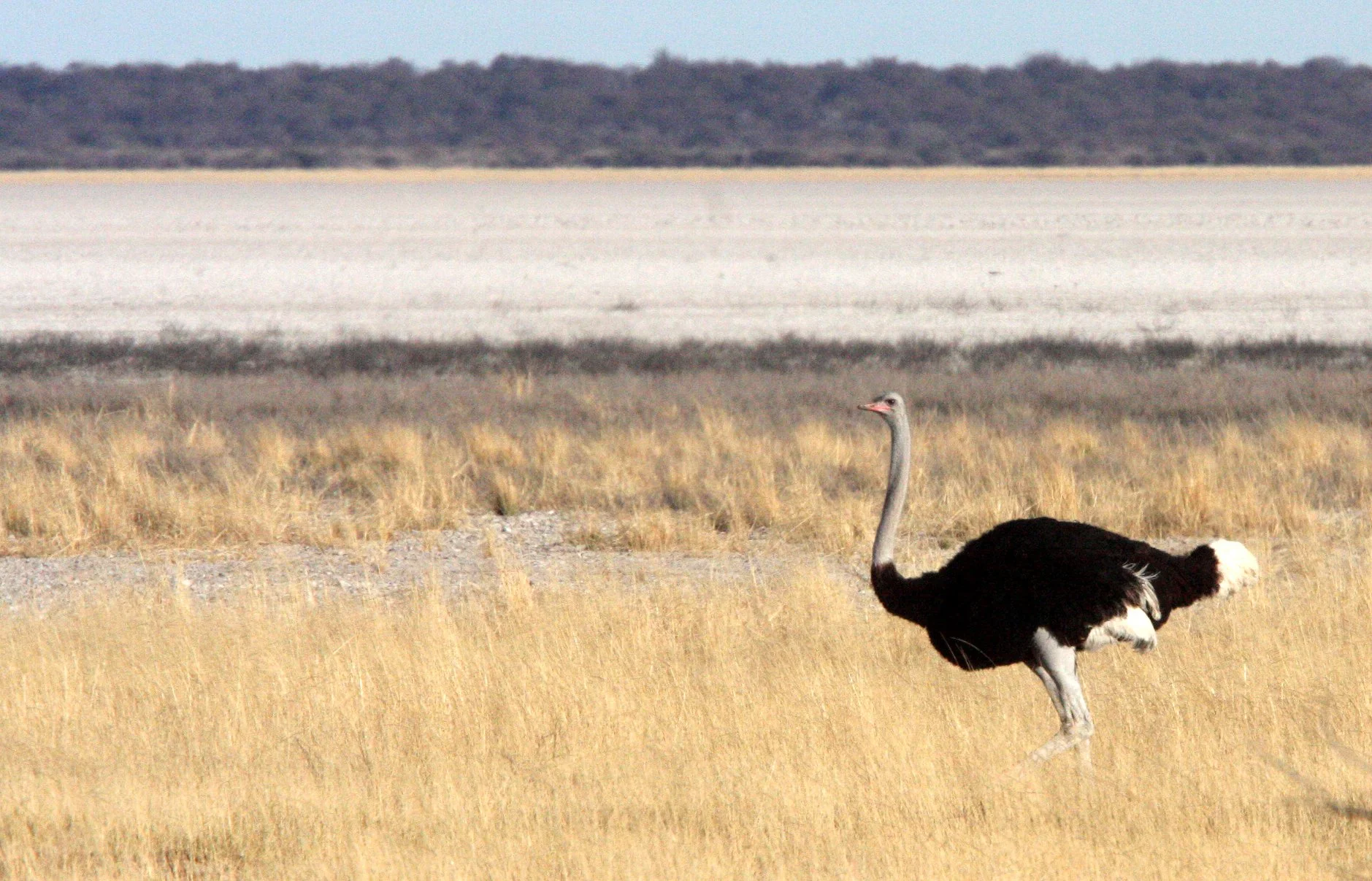 Struthio camelus australis - SOUTH AFRICAN OSTRICH - ETOSHA NATIONAL PARK NAMIBIA (4).JPG