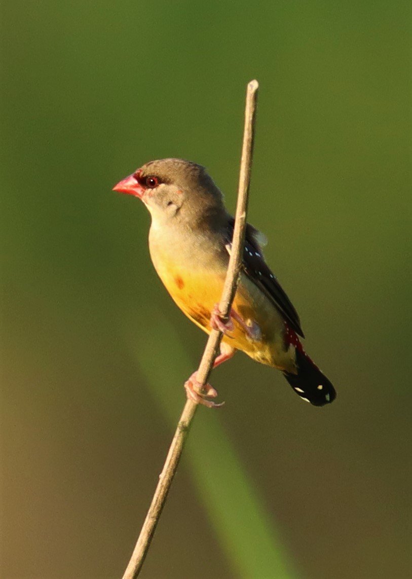 RED AVADAVAT - Amandava amandava - LAT KRABANG RICE FIELDS AT THAP YAO (111).jpg
