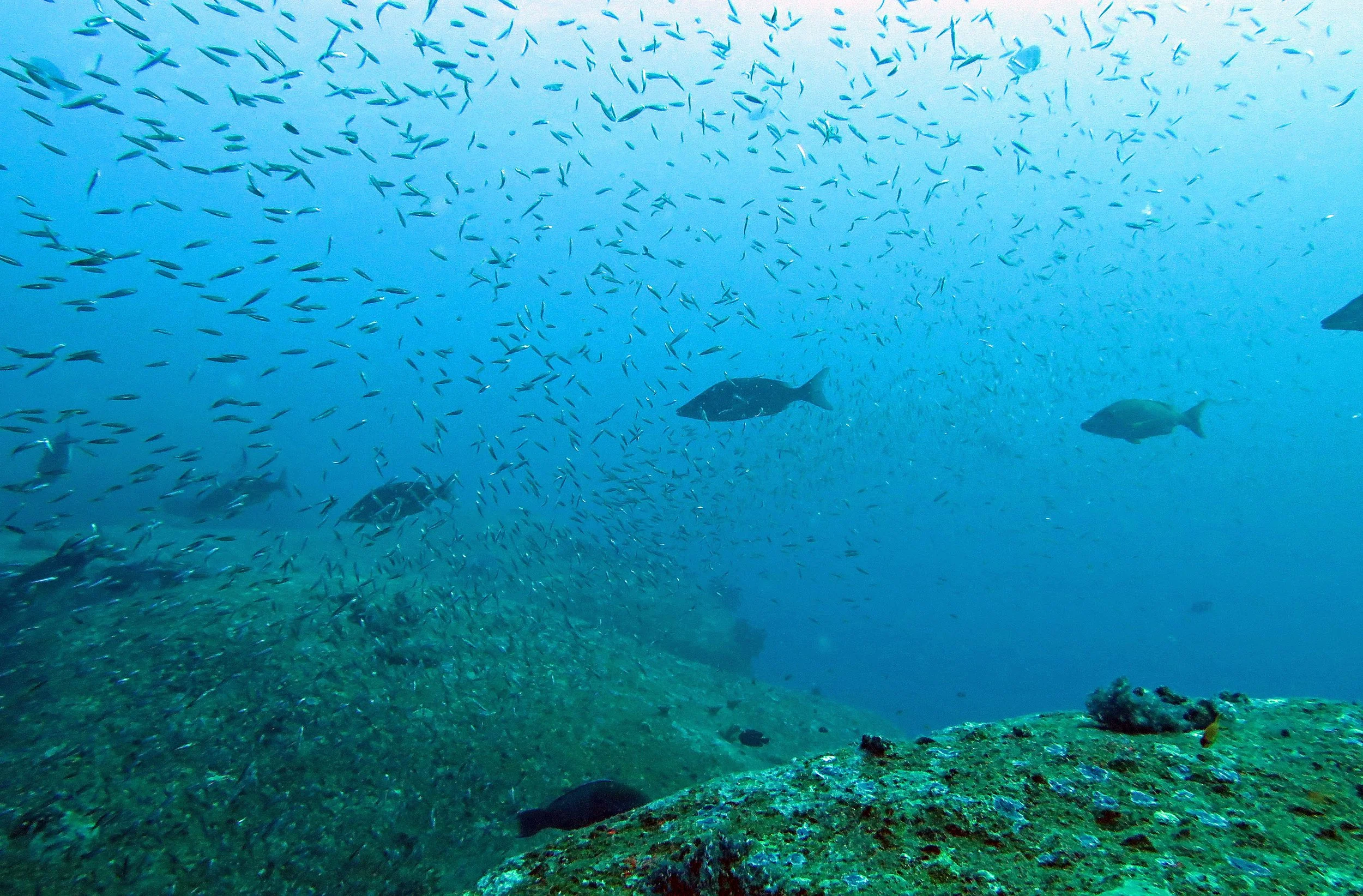 2014 Similan Islands Marine Park Thailand ISB Dive Trip (49).JPG