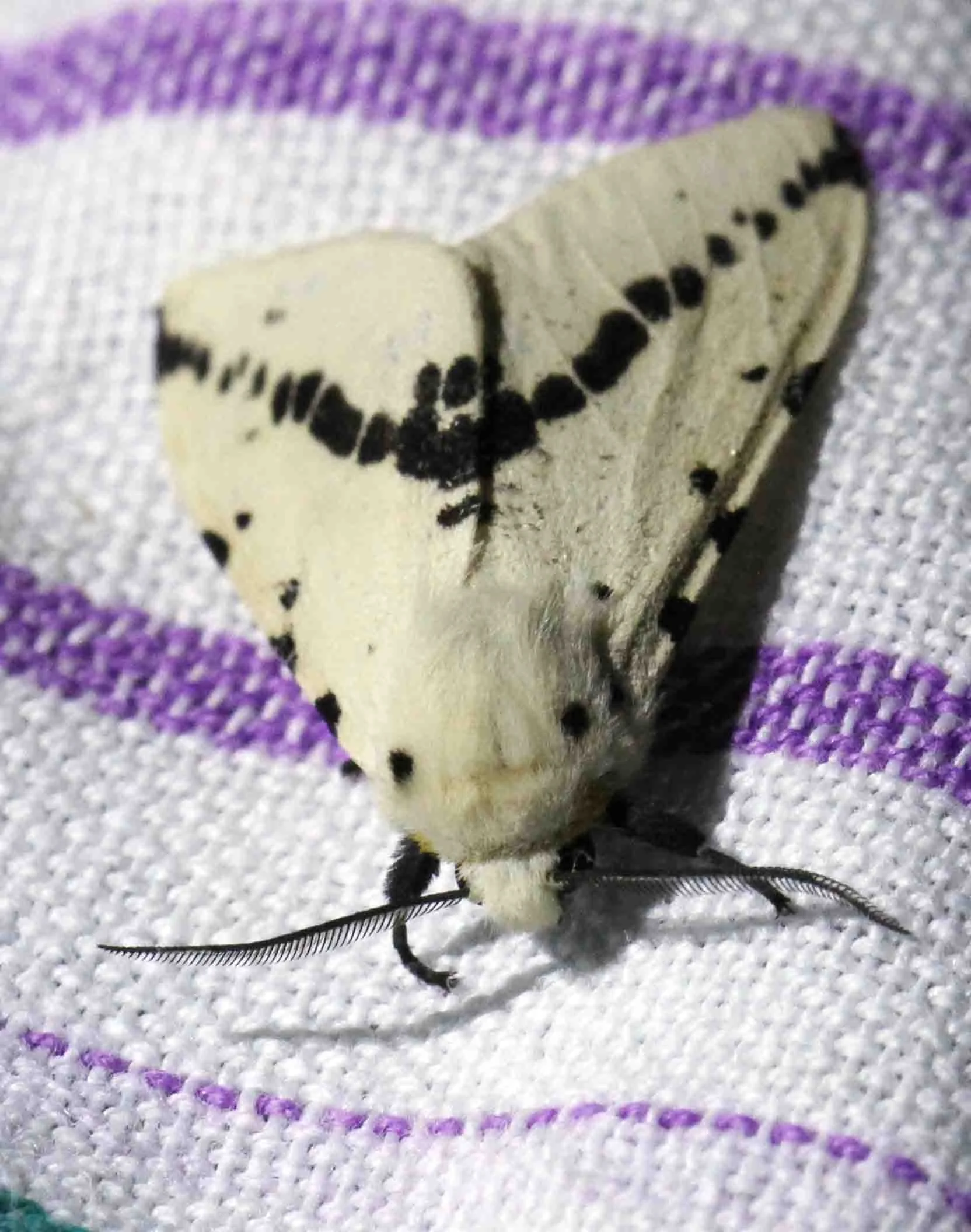Arctiidae - Amsactoides like solitarius - Singharaja, Sri Lanka 