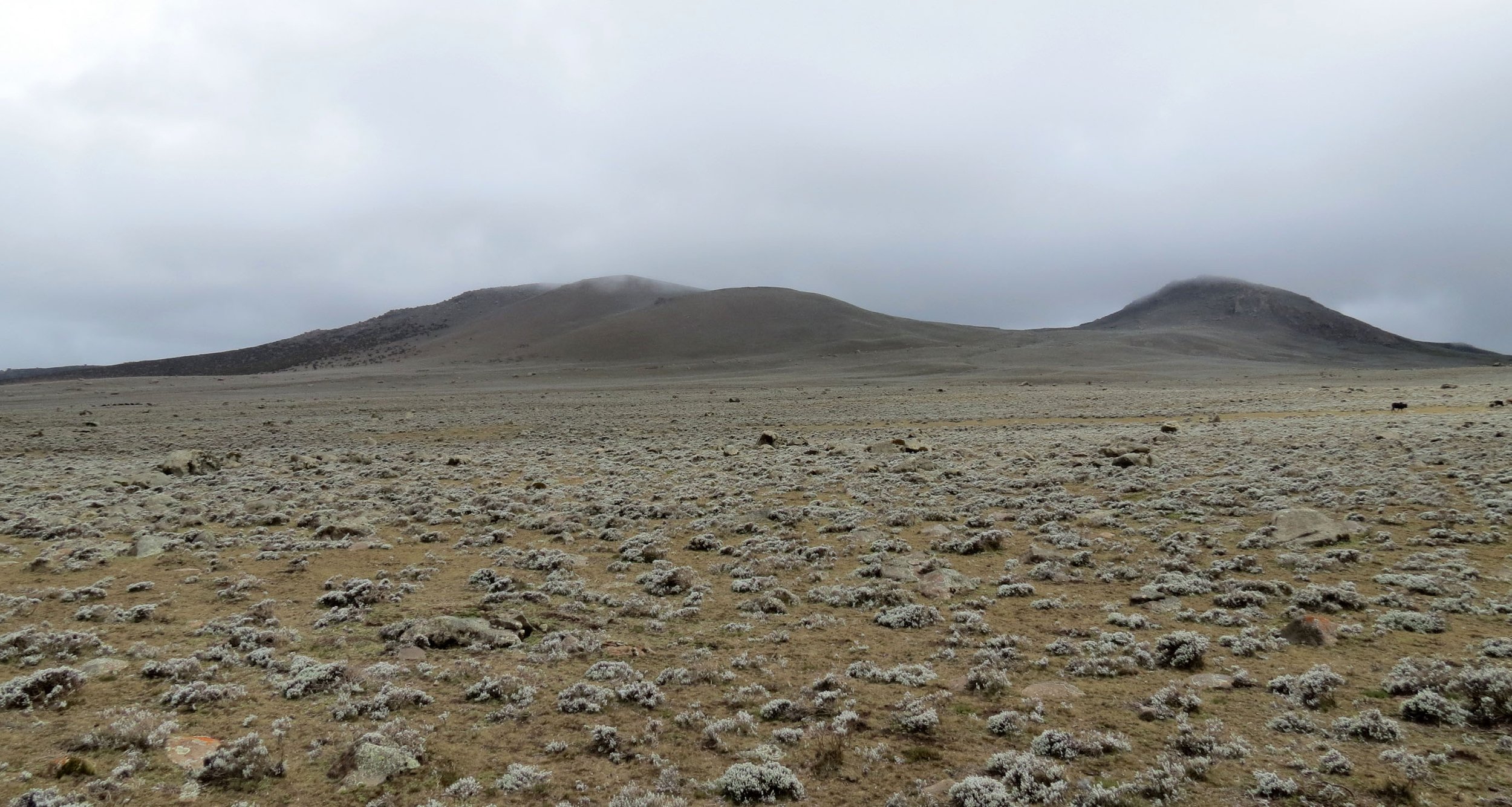 BALE MOUNTAINS NATIONAL PARK - SANETTI PLATEAU - ETHIOPIA (49).JPG