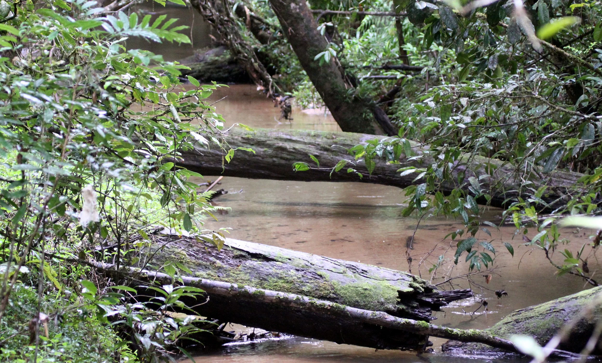 ANDISABE NATIONAL PARK MADAGASCAR - PRIMARY FOREST VIEWS.JPG