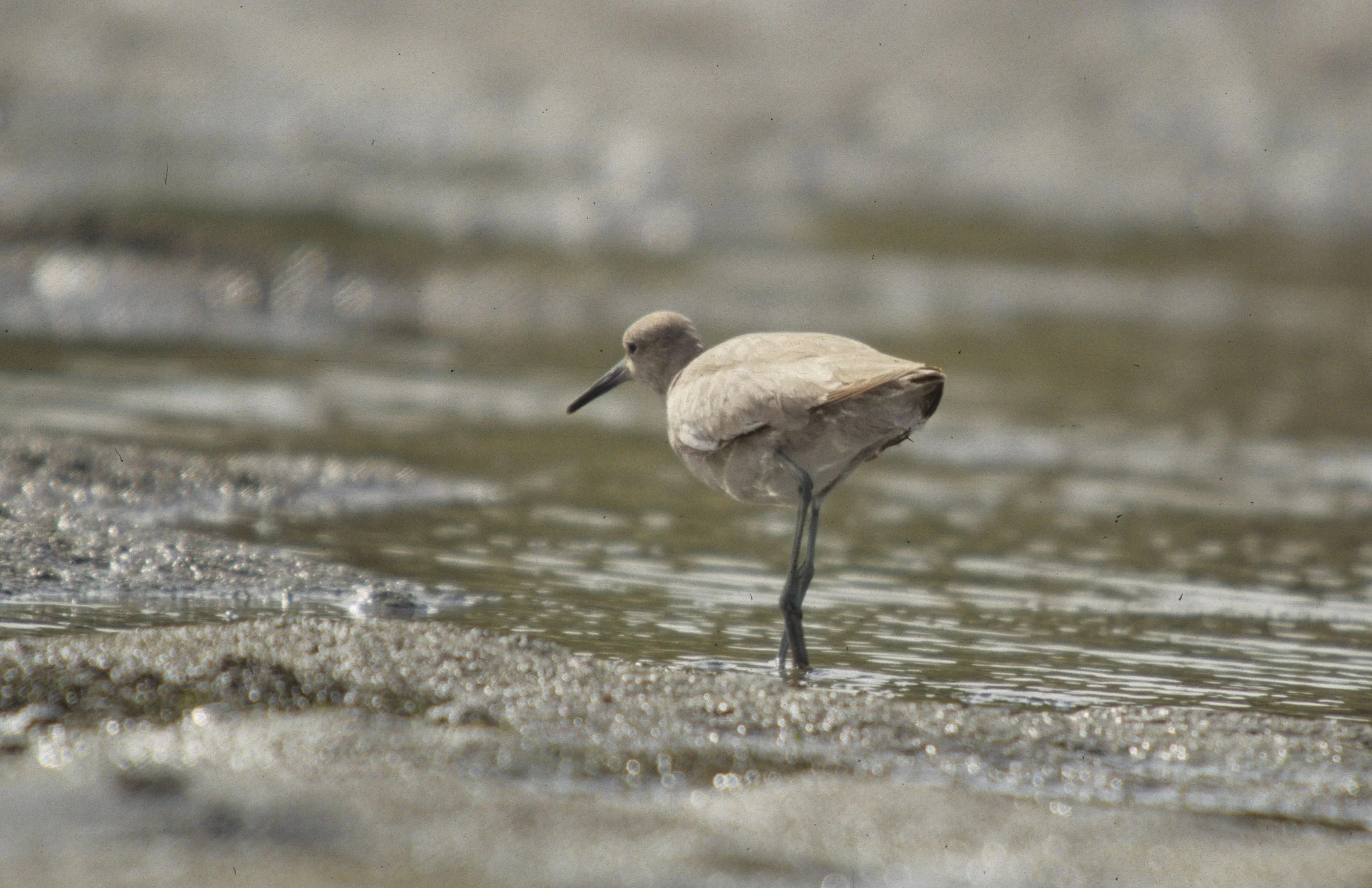 BIRD - WILLET - BODEGA BAY B.jpg